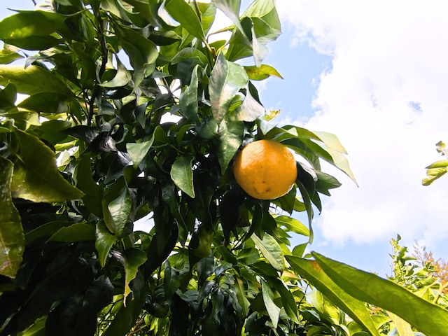 【3kg】白砂さんの媛小春／愛媛県産 NAGI FARM