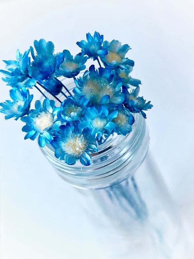 スターフラワー ブロッサム キャンディーブルー | kazaineko