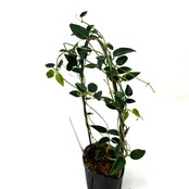 ホヤ microphylla Mt. Hagen, PNG S0923-02【692】