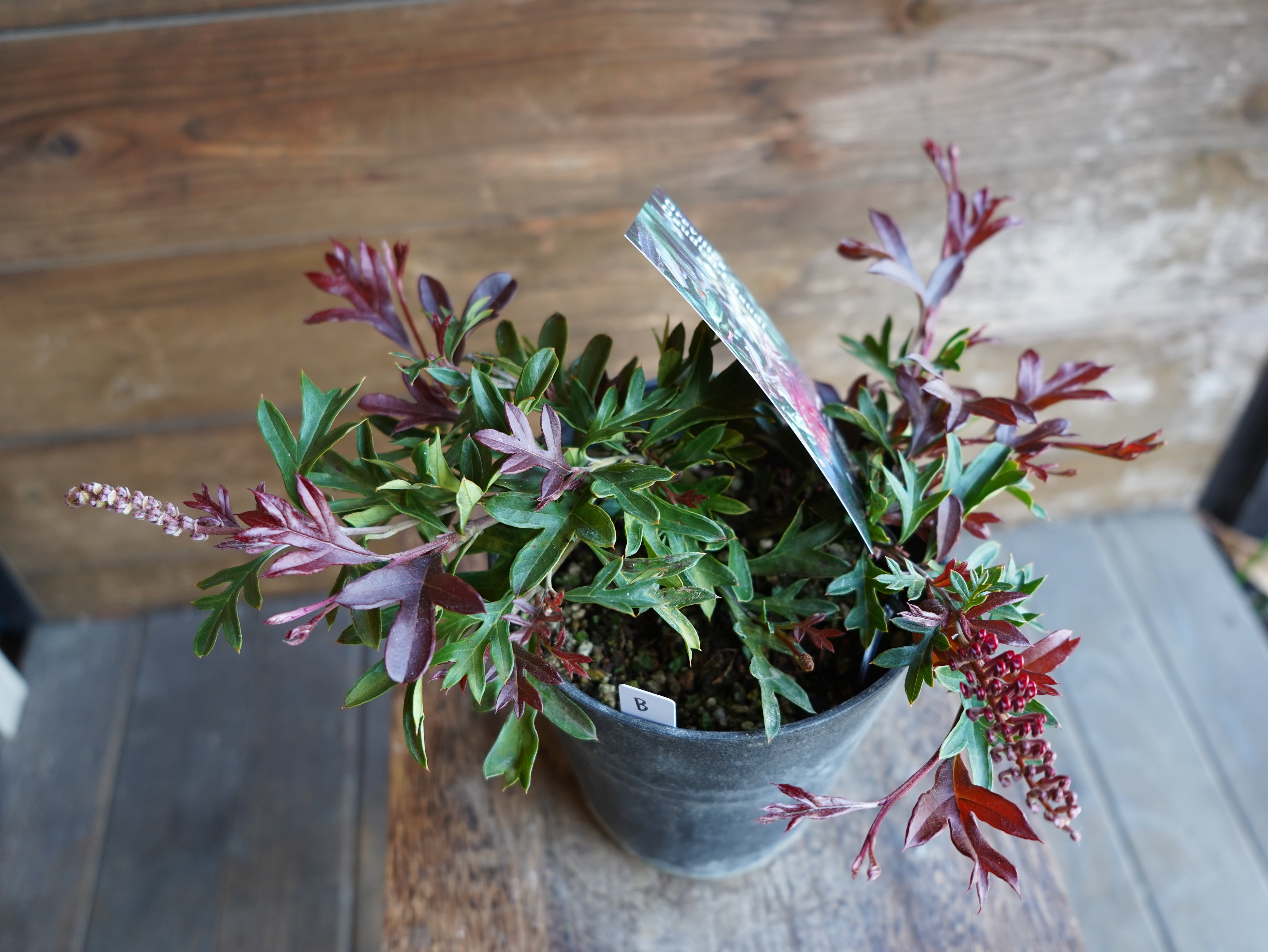 【現物】グレビレア "ガウディチャウディ" B