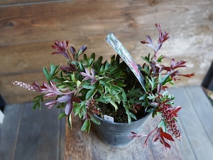 【現物】グレビレア "ガウディチャウディ" B