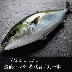 ！年末予約！[丸一本]  豊後ハマチ  若武者  ※送料込