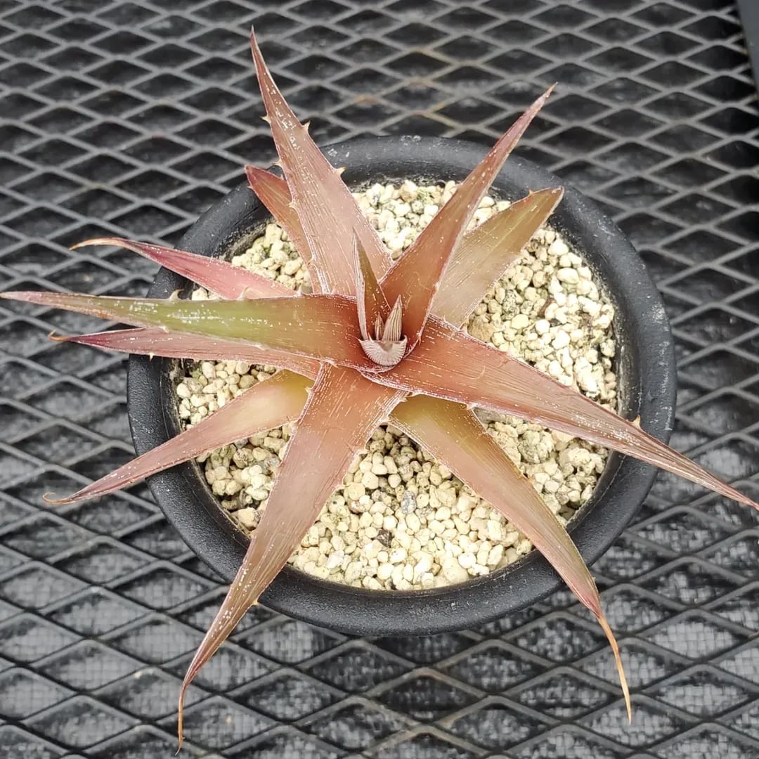 F00469_Dyckia 'Kazaguruma' F2 (NNN-KZF2-010)：ディッキア