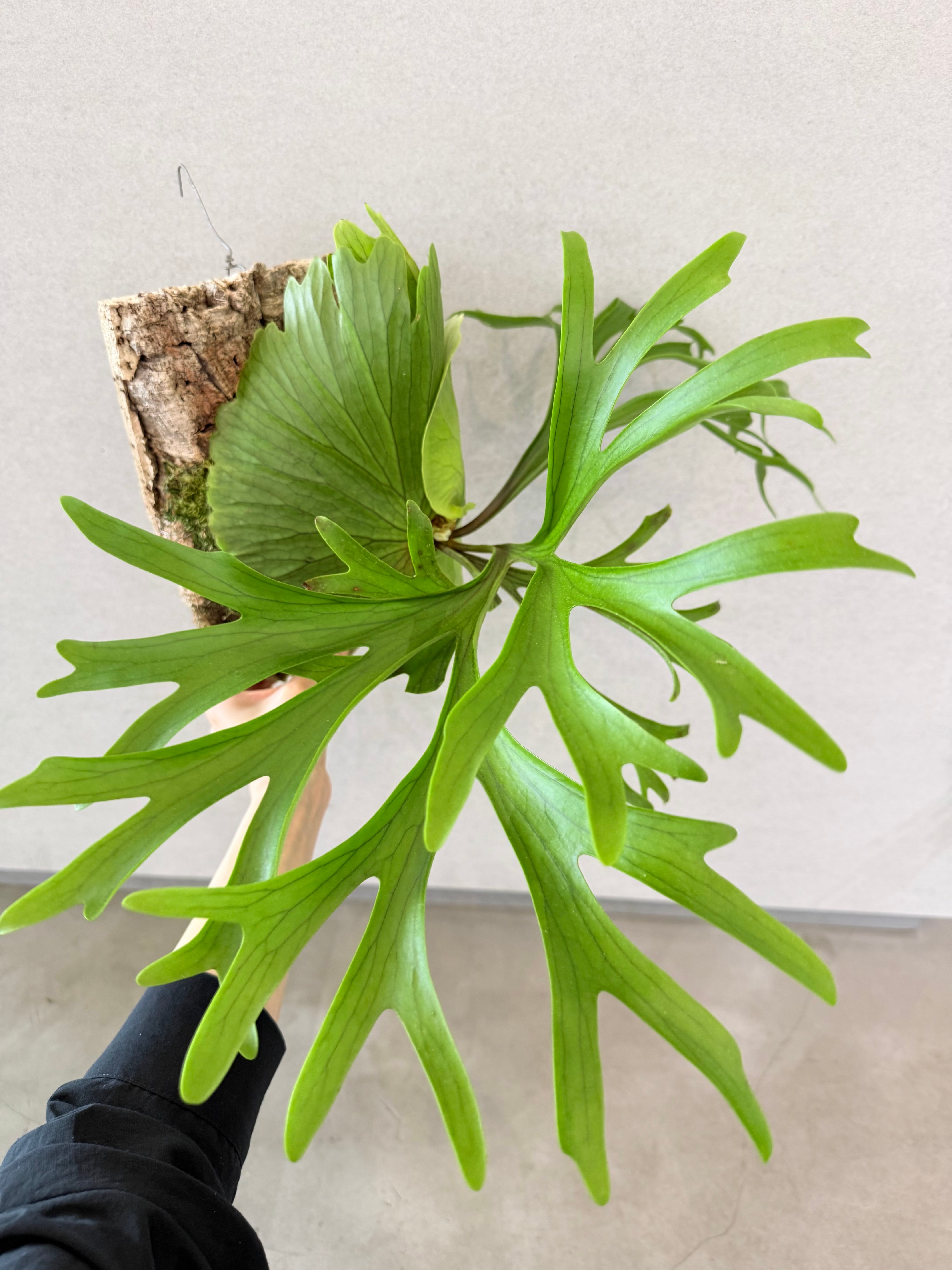c) P. willinckii 'Frosty Maiden' spore grown ②ビカクシダ