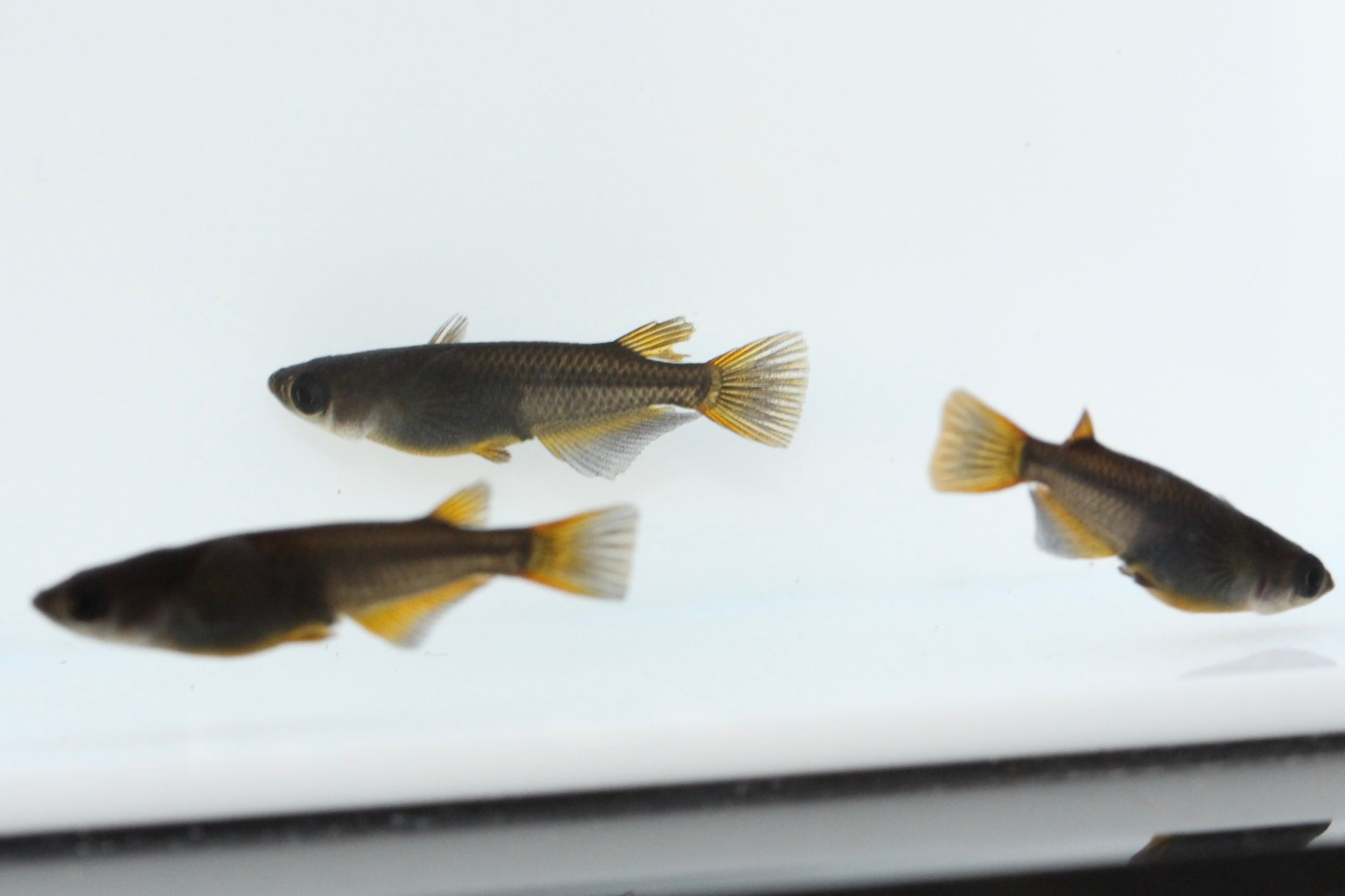 得ぽん‼️五式系メダカ(氷林) 雌雄無選別 5匹セット‼️1匹あたり396円