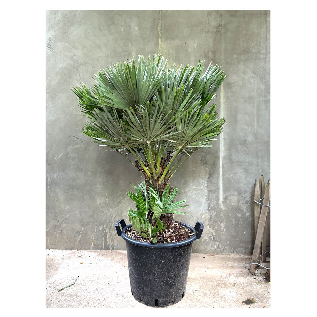 Chamaerops humilis 'Volcano' | Seeding
