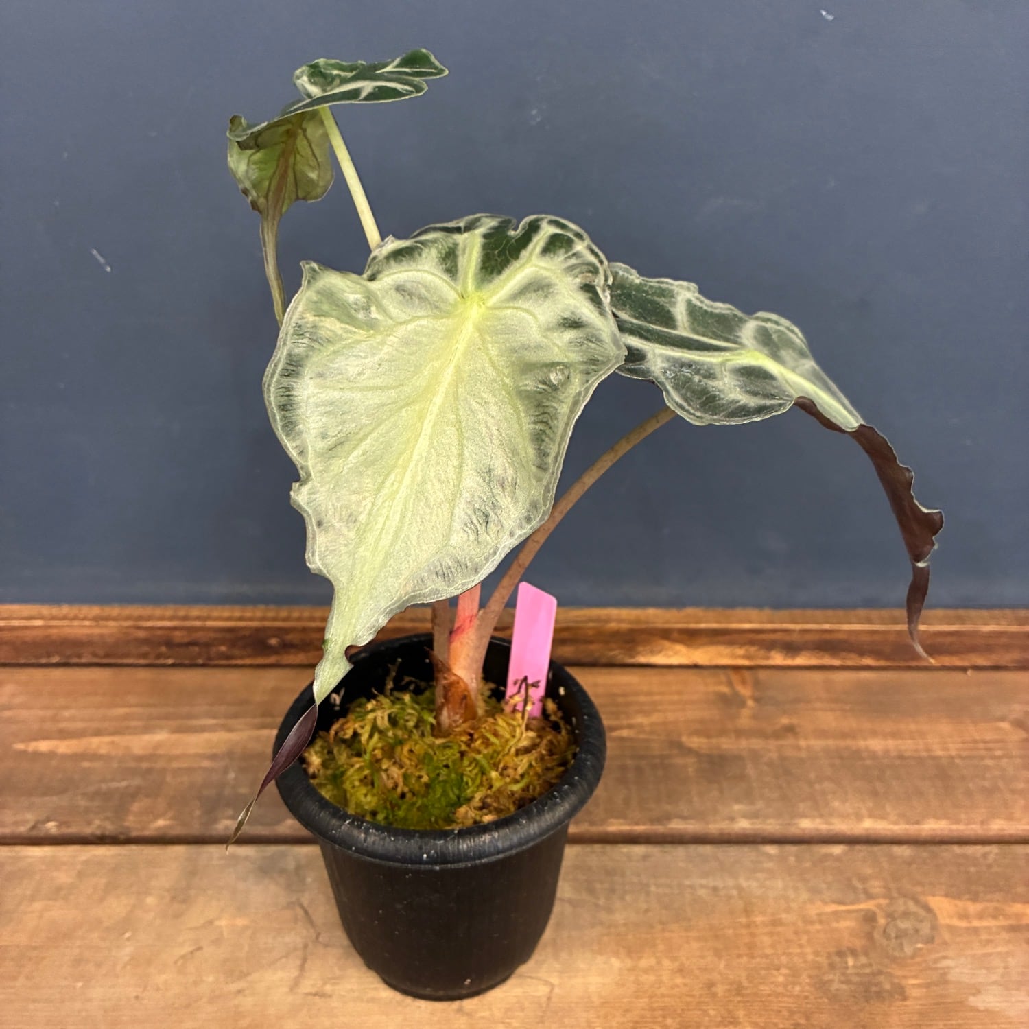 新着3日限定10%OFF】アロカシア ヴェノム【820】 | PROTOLEAF プロトリーフ