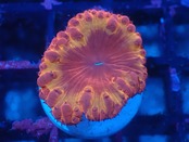 Blastomussa Frag 21