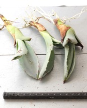 カット苗 アガベ フランゾシニー ミニ株 Agave franzosini