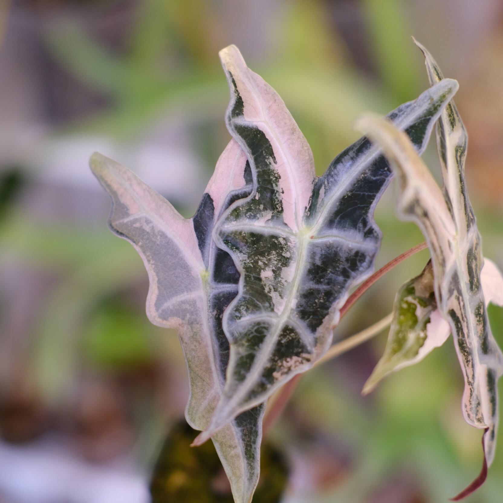 Alocasia Nobillis Pink 