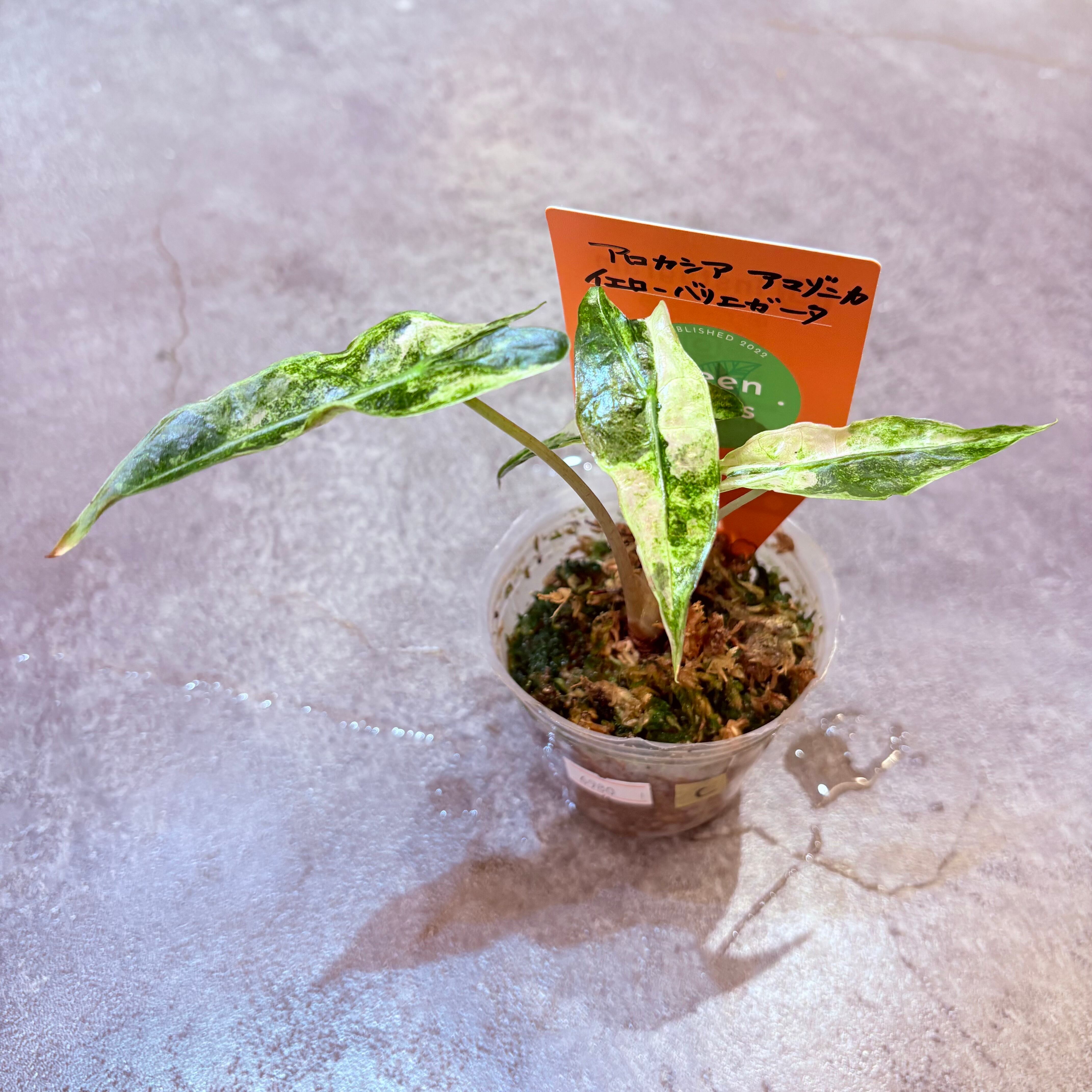 アロカシア アマゾニカ イエローバリエガータ 2.5号【C】 | Green