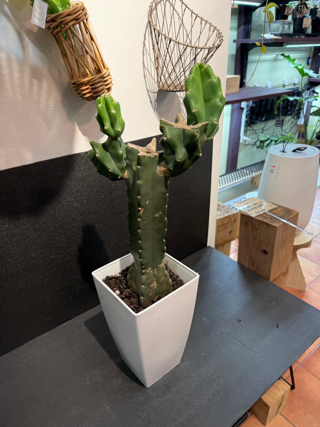 柱サボテン・ブランチ 7号 | 観葉植物と雑貨のお店 VIVAGREEN