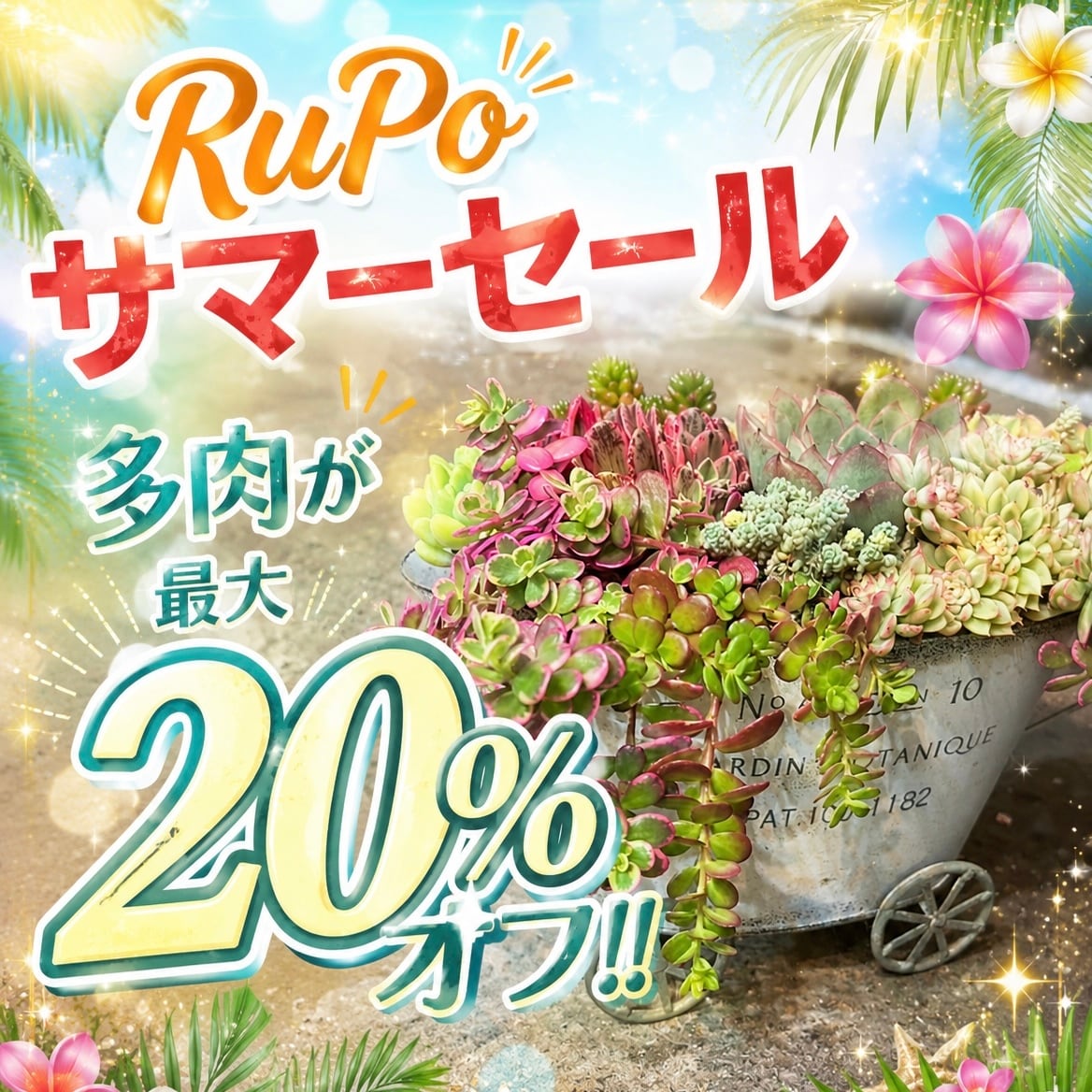 ハオルチア | RuPo 多肉植物専門店