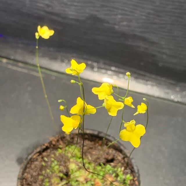 ウトリクラリア・スブラータ U.subulata