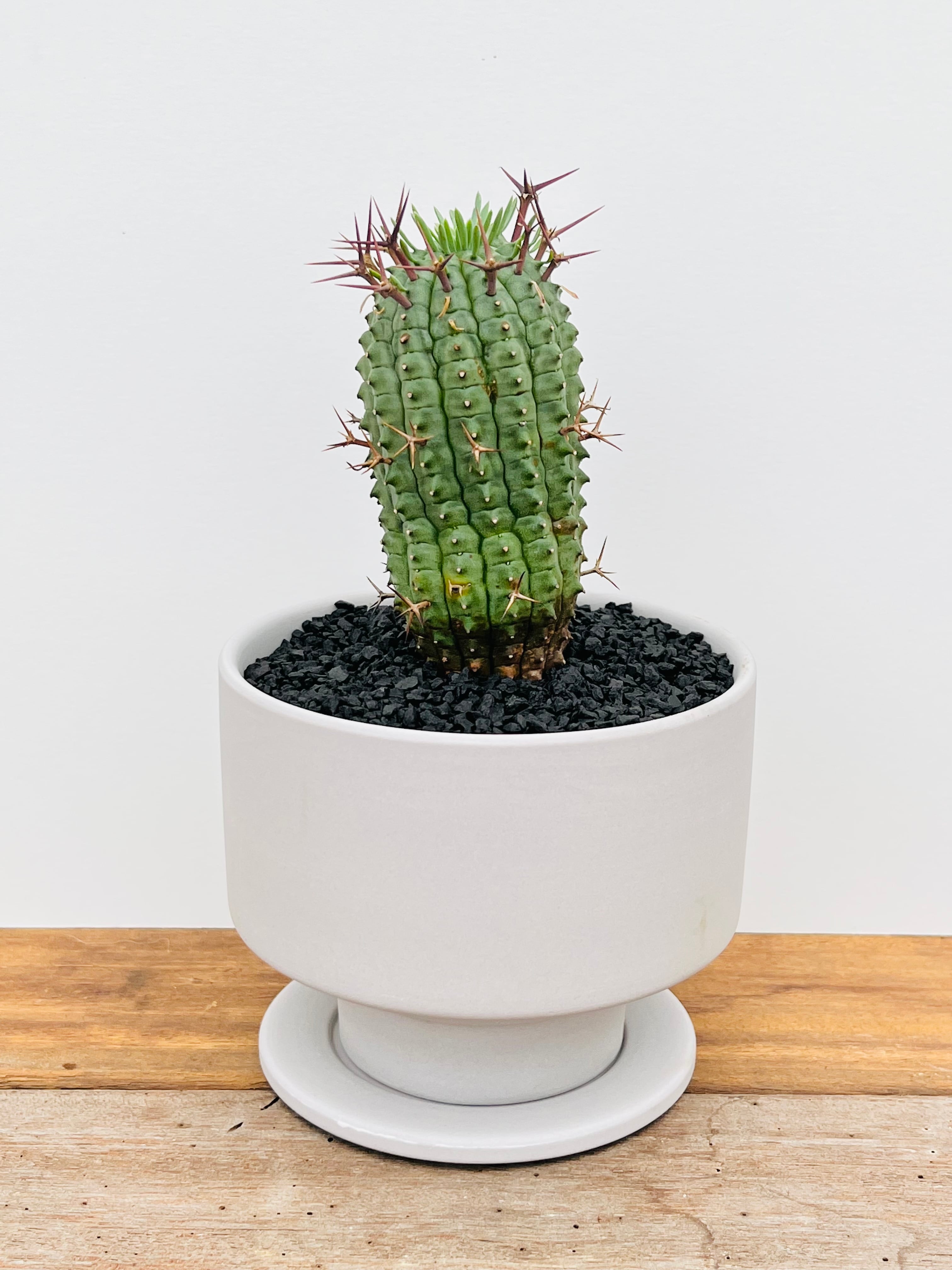 Euphorbia stellispina ユーフォルビア 群星冠 多肉植物 | plants MARU