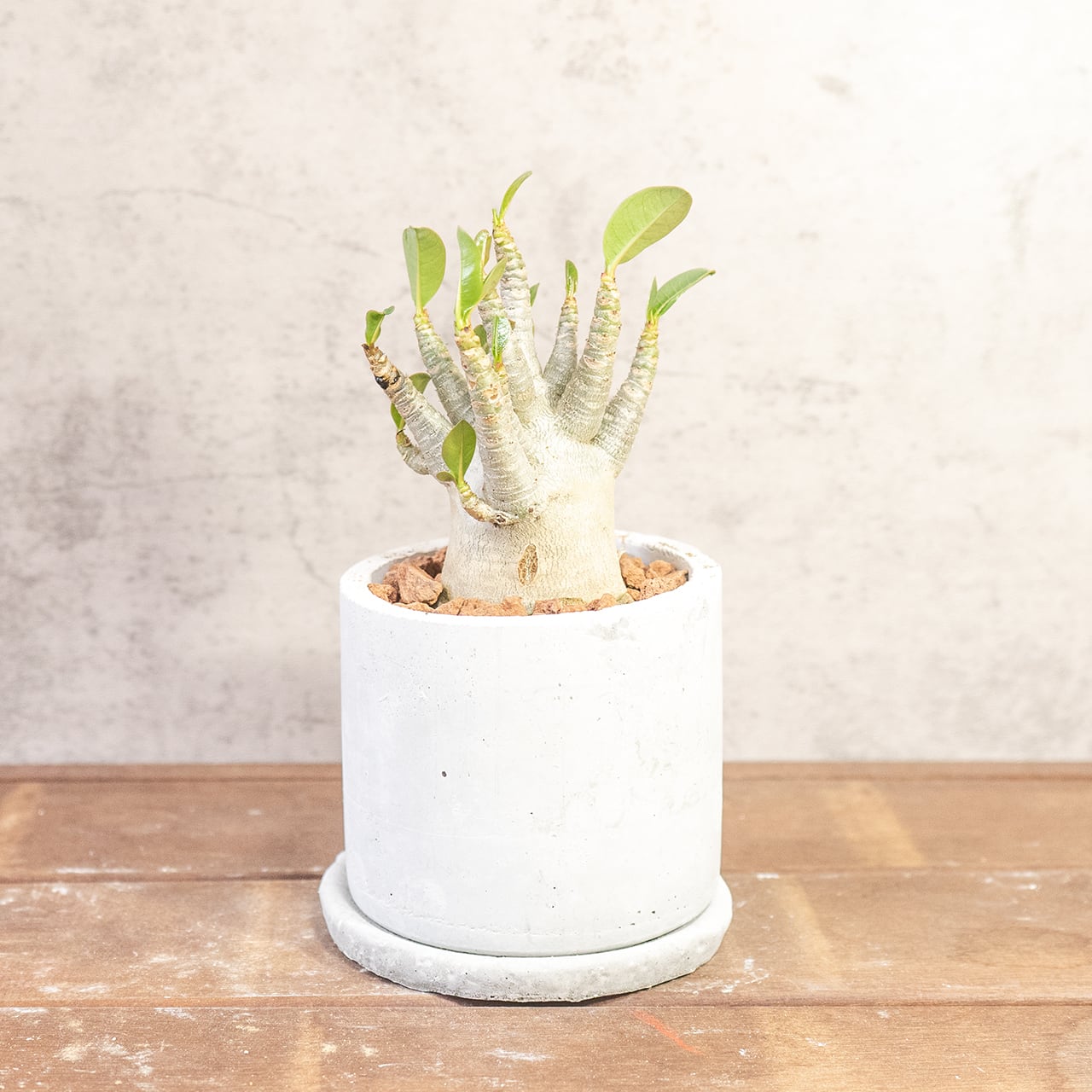 【ぷっくり丸い塊根】ぽってり愛らしい姿がたまらないアデニウム・ドワーフ。植物を引き立てる無骨な手づくりモルタル鉢でお届け／虫発生抑制（全国一律送料850円）