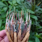 アガベ ユタエンシス ネバデンシス YN5 Agave uthaensis var. nevadensis