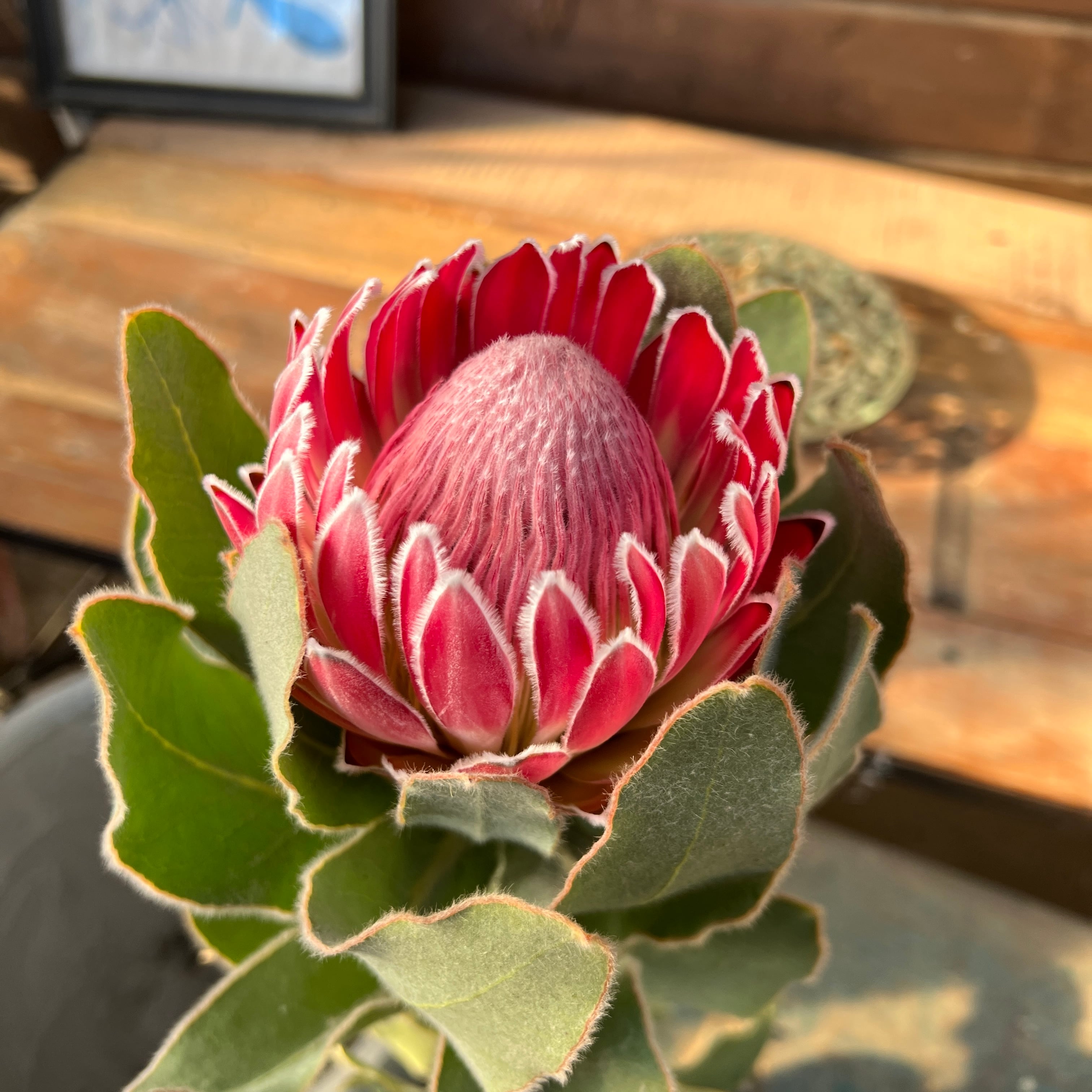 プロテア ピンクプリンセス | 沼ノ上農園