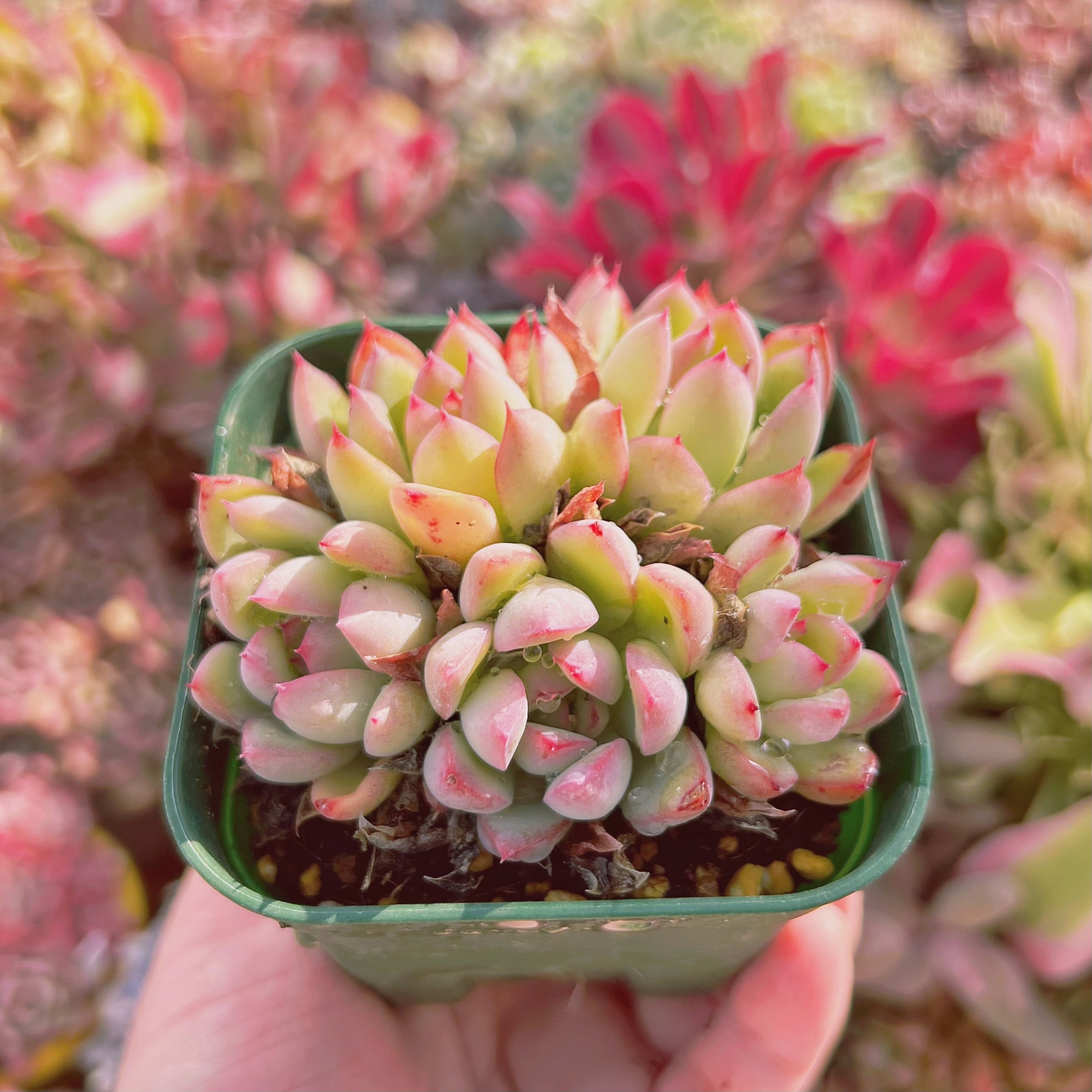 513現物 多肉植物 つや姫 抜き苗 | るる農園~多肉植物専門