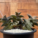 Haworthia ハオルチア　翠蛾