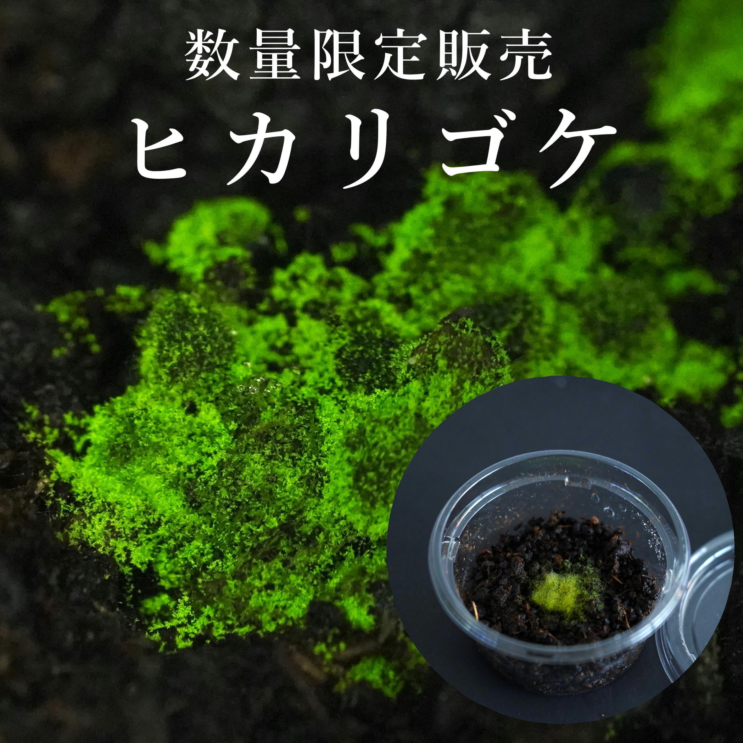 【2月26日より数量限定販売】ヒカリゴケ 苔テラリウム作製用素材苔