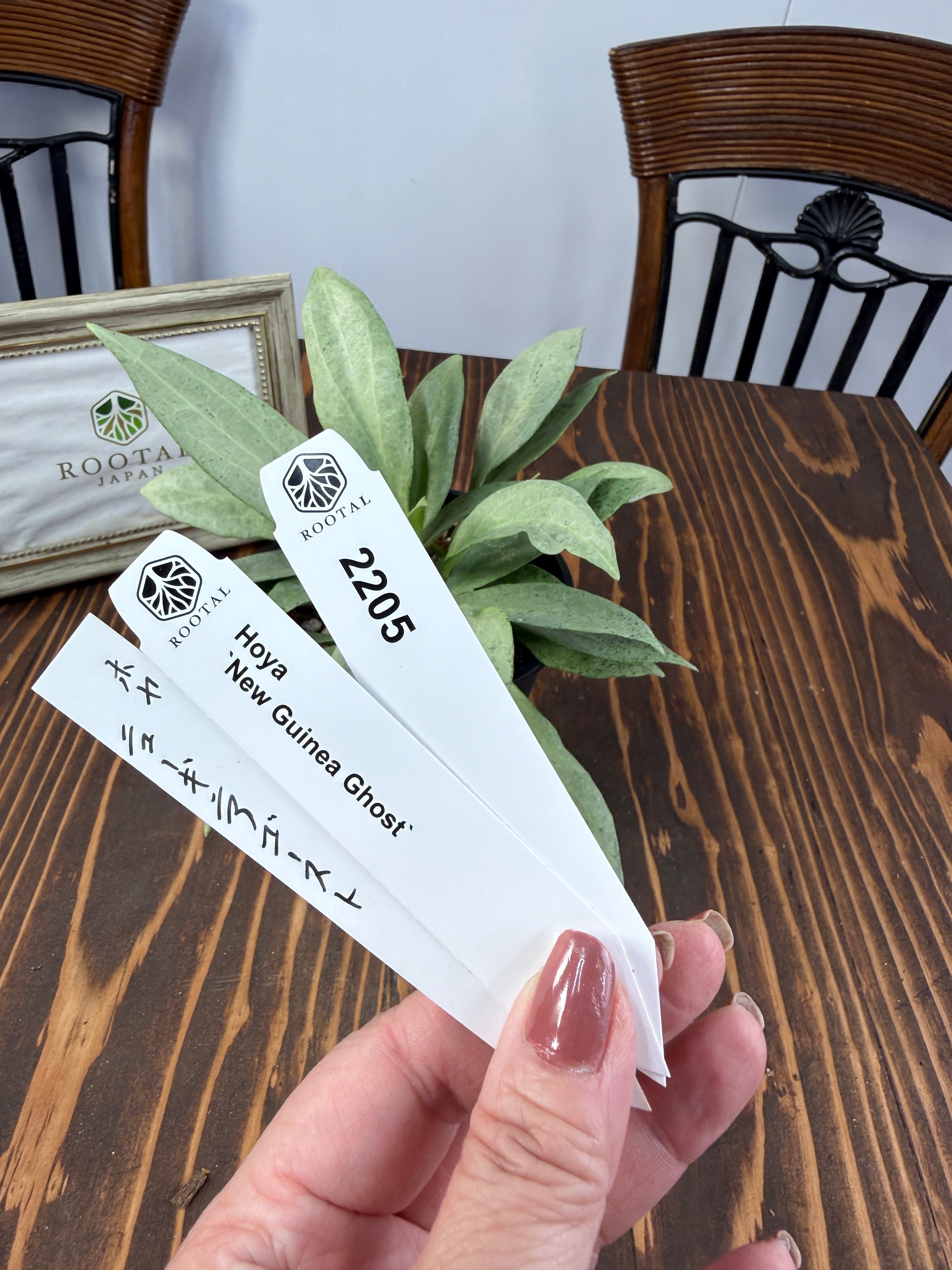 ★2205 ホヤ ニューギニアゴースト(10㎝硬質ポット)