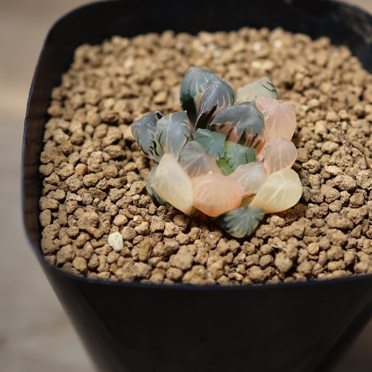 723『ハオルチア 北極の恋』 観葉植物【送料無料】 | MARX PLANTS