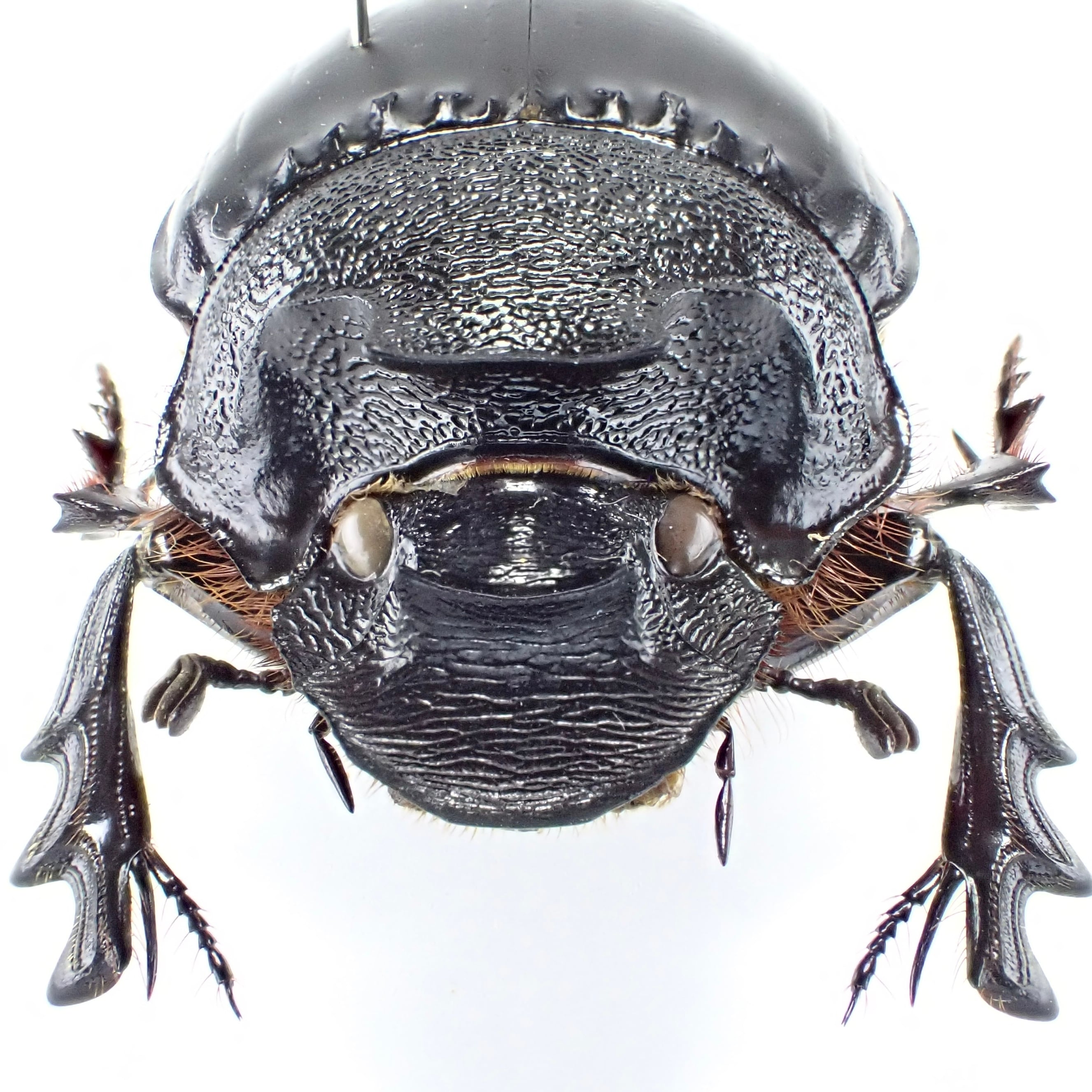 タンザニア産 Heliocopris hamifer ♂ 31mm | 昆虫標本 Diggers