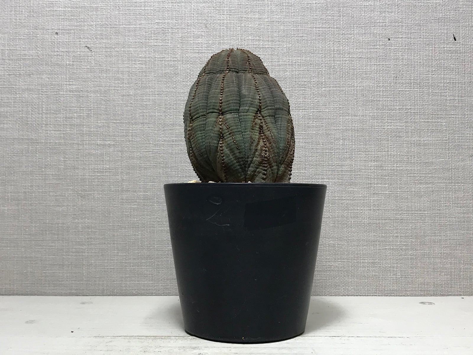 ユーフォルビア オベサ