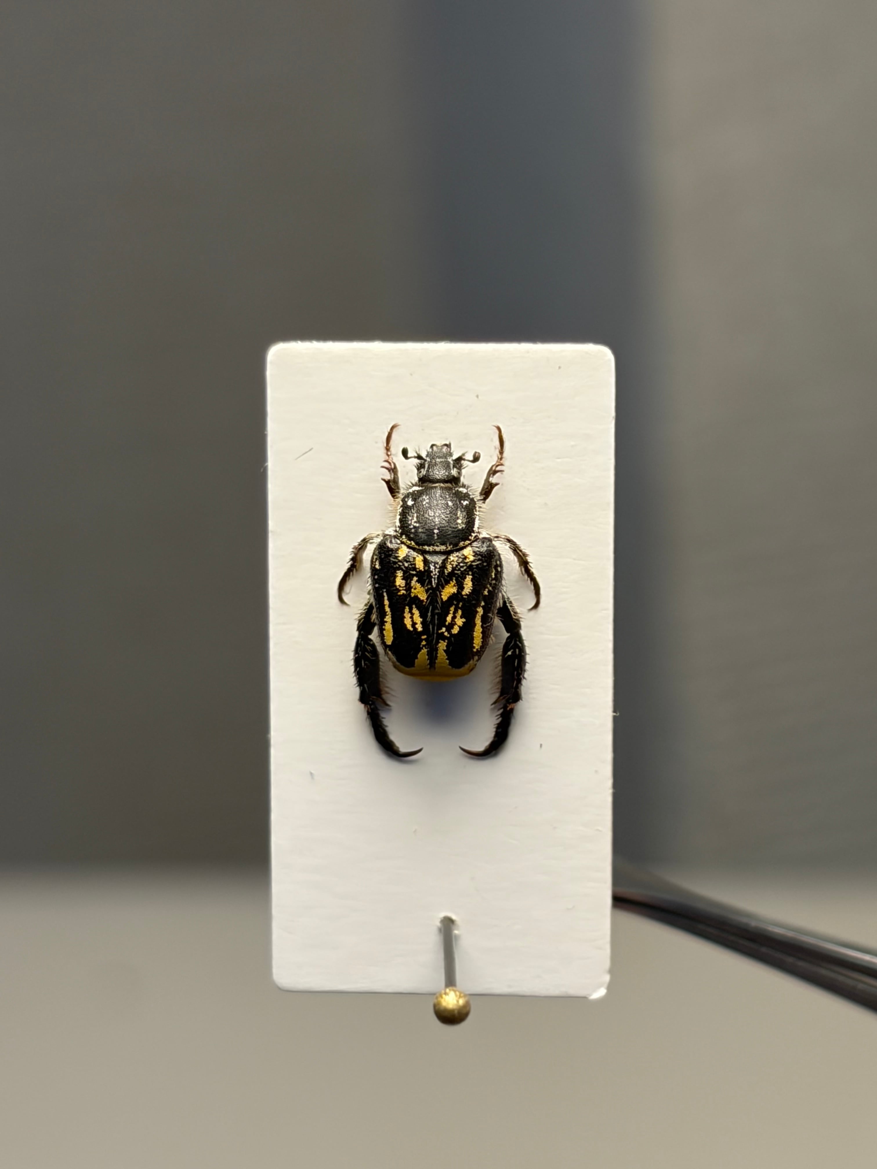 8mm】黄色の点模様が美麗な南アフリカのアシナガコガネ 標本 プラチナ