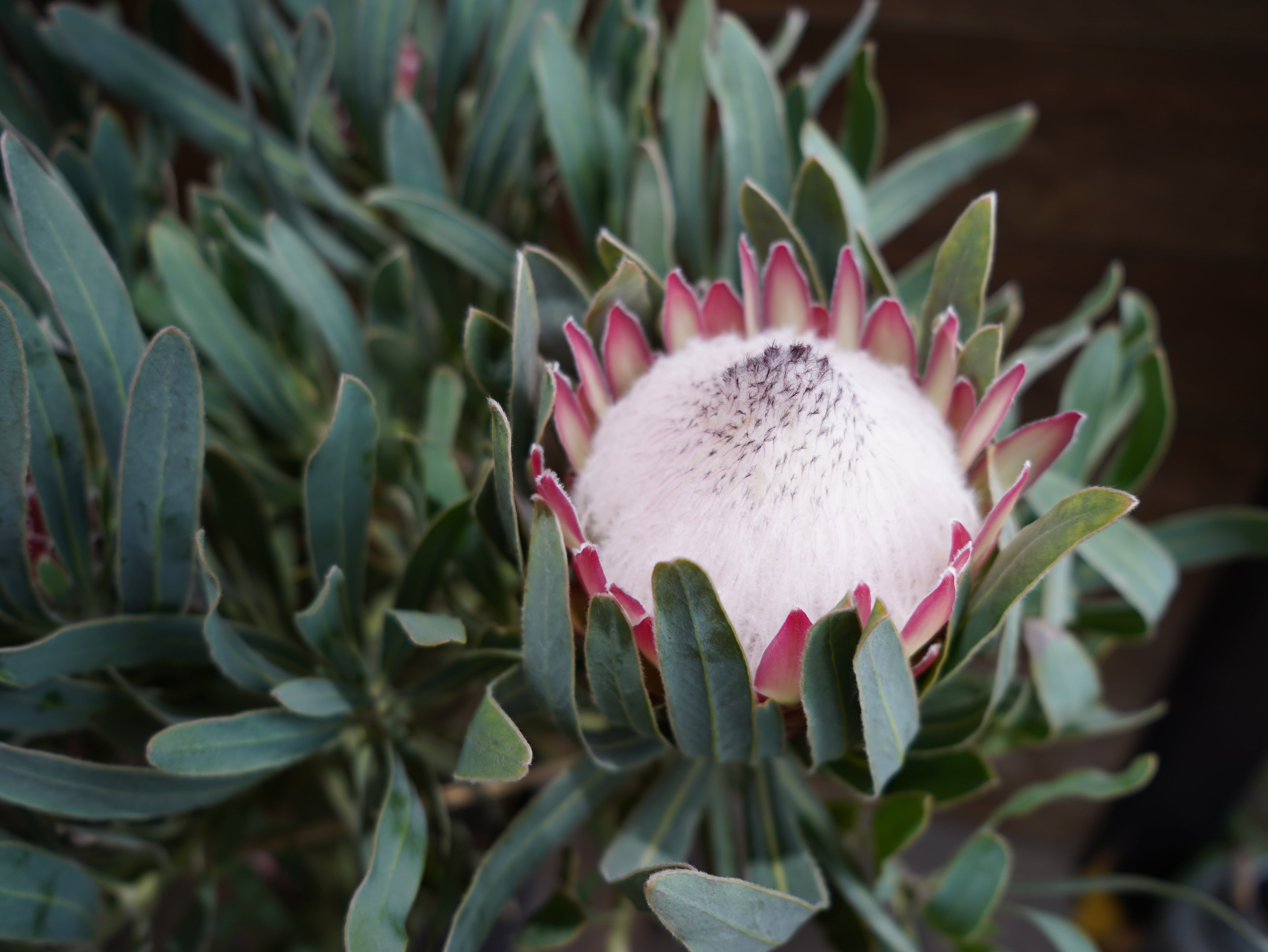 【現物】プロテア　”ポッサムマジック”