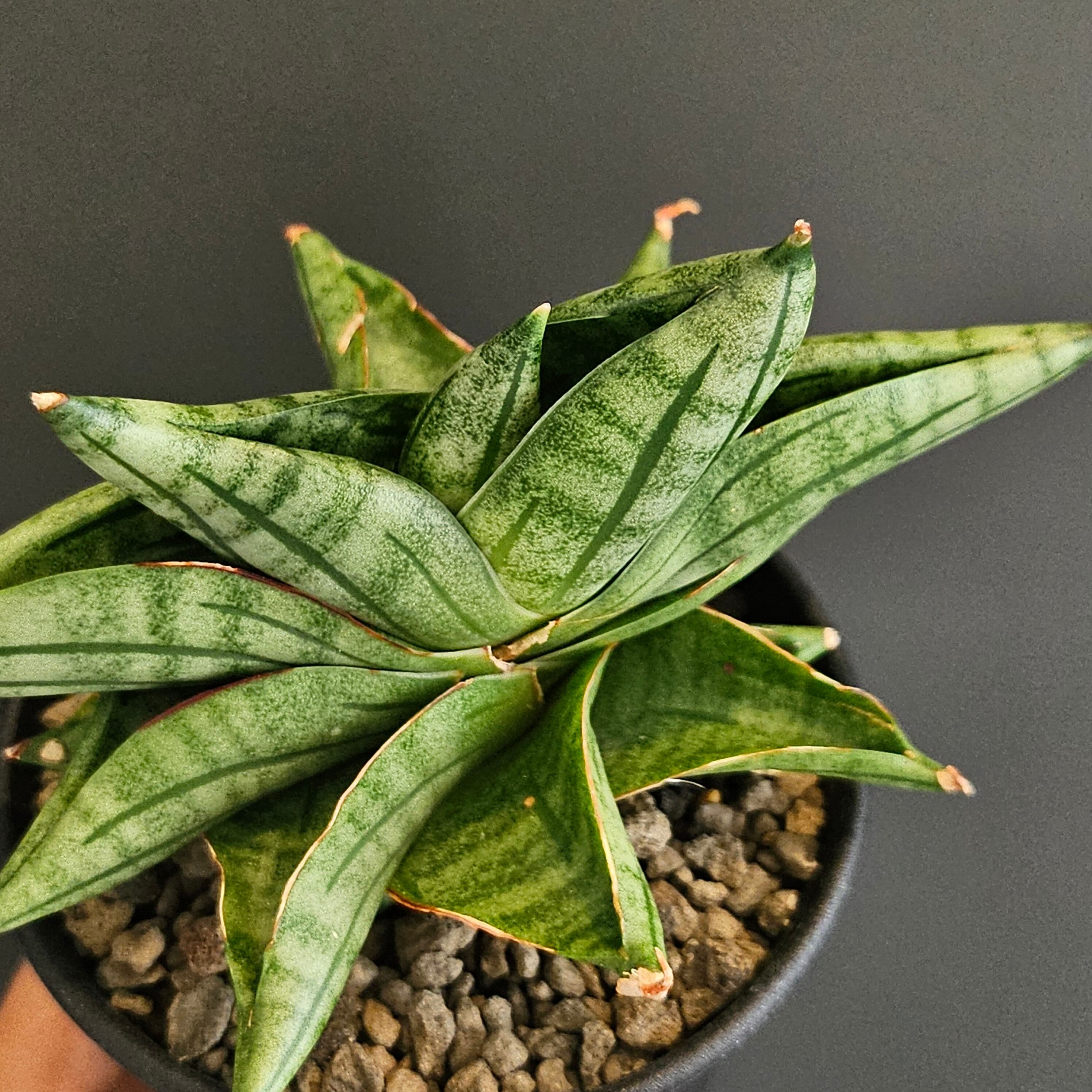 Sansevieria viena サンスベリア ヴィエナ | Plants Baka