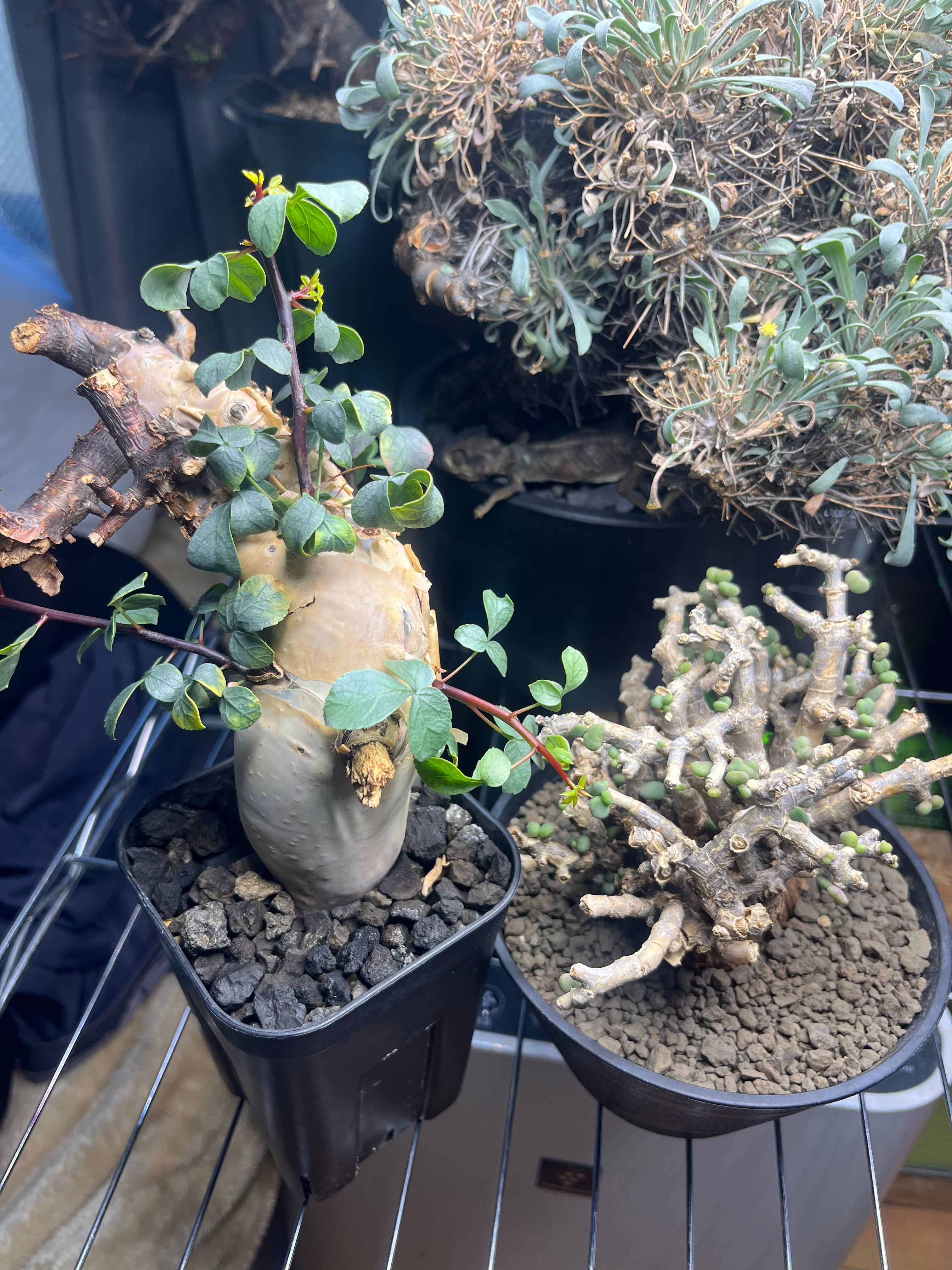 コミフォラ カタフ ピュアソマリア Commiphora グラキリス パキプス コミフォラ カタフ ピュアソマリア Commiphora グラキリス パキプス 発