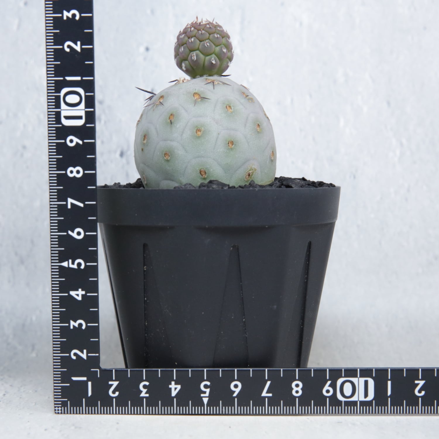 大球 5cm 2球 ダブル テフロカクタス ゲオメトリクス | LIGHTHOUSE
