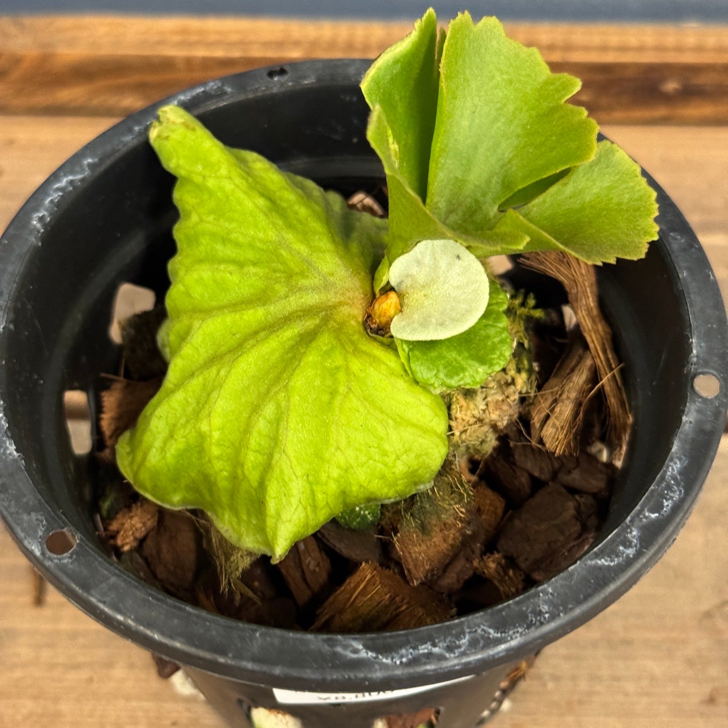 ビカクシダ　リドレイ ビカクシダ リドレイ | 大 サイズ - 観葉植物・多肉植物の販売、通販