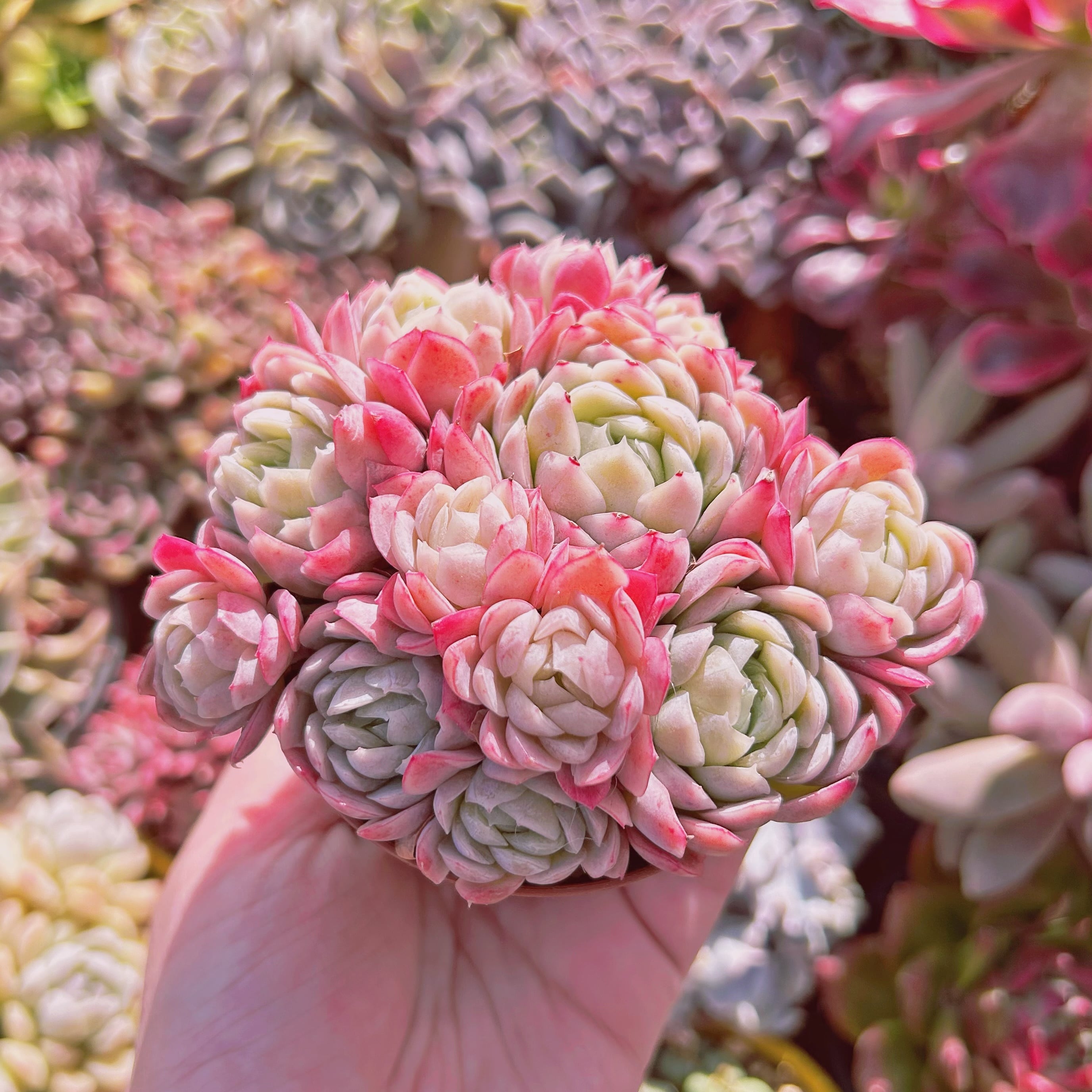多肉植物 ラズベリーアイス(Echeveria 'Raspberry Ice') 6頭以上 特大