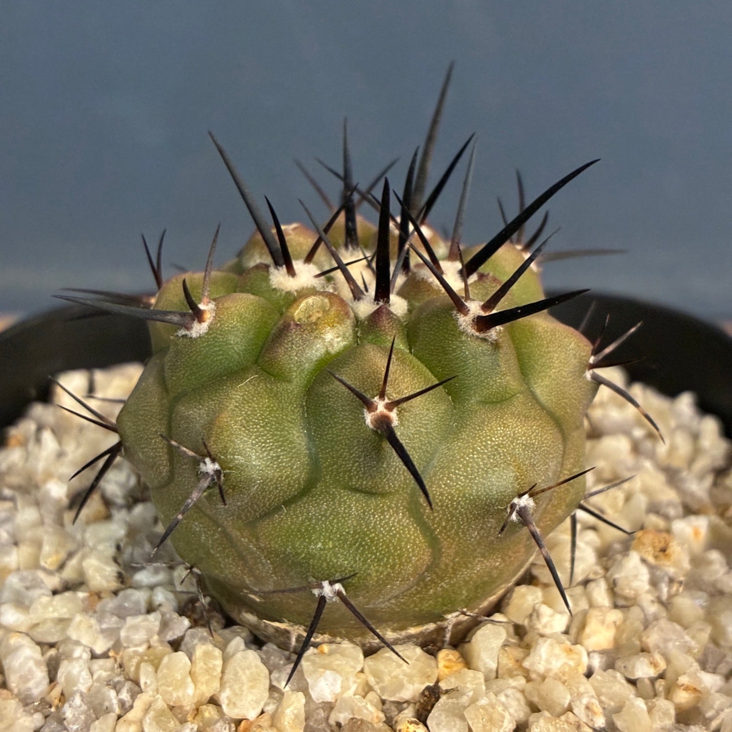 Copiapoa】サボテン コピアポア 黒王丸実生【1031】 | PROTOLEAF