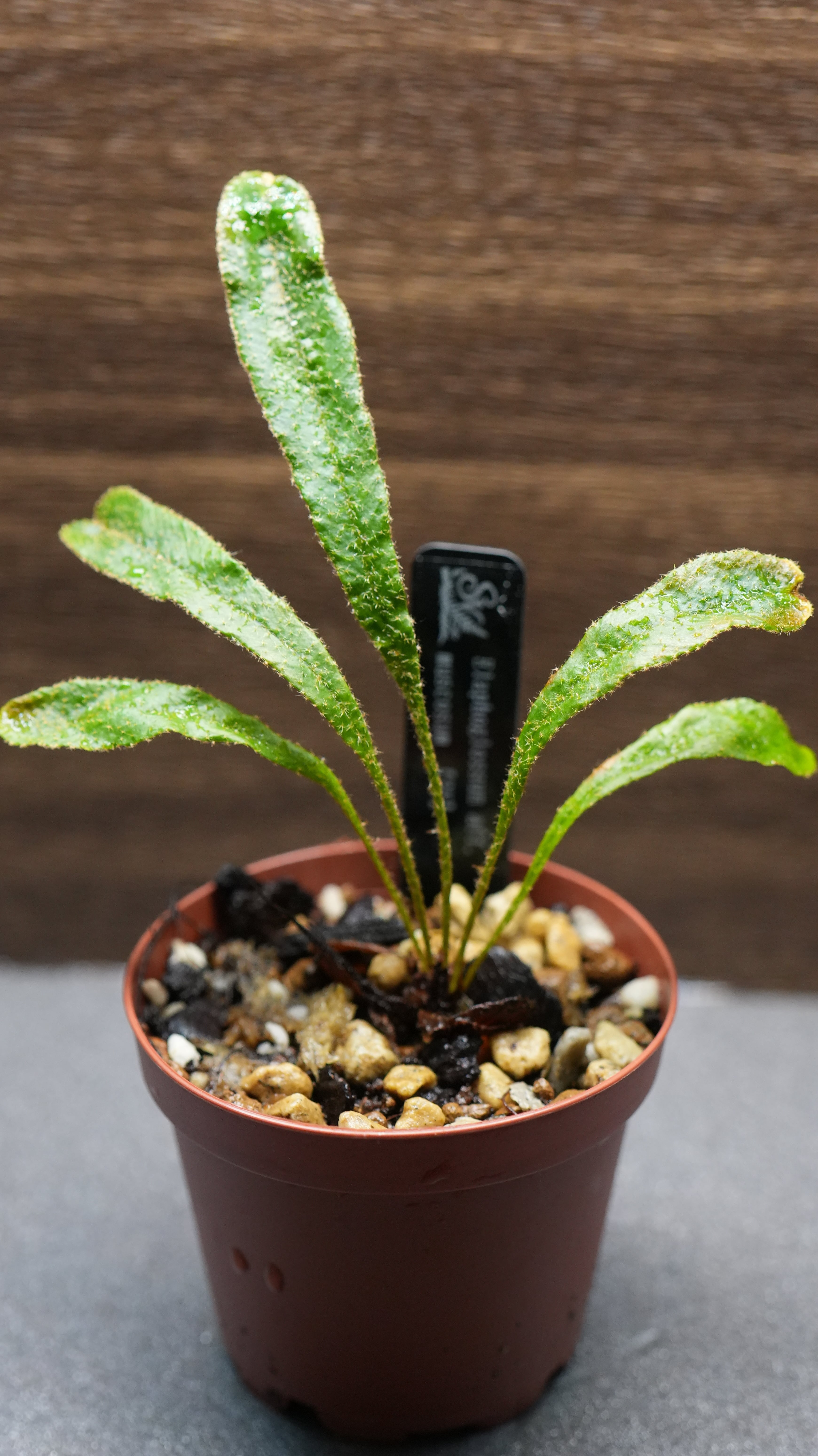 SCALE_VIVARIUM | 蝉ノナキガラ