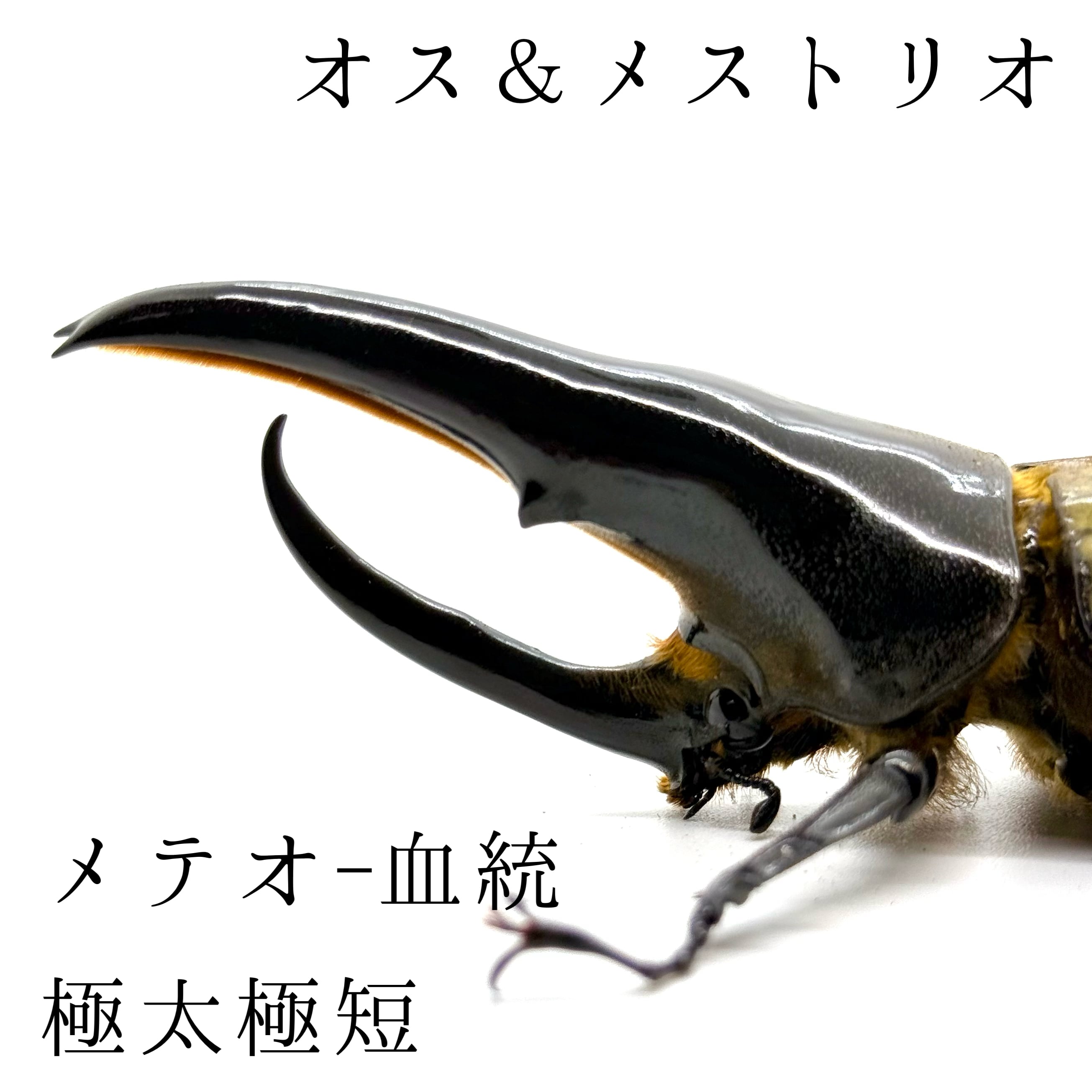 極太極短 / 成虫 / オス&メストリオ / ヘラクレスオオカブト
