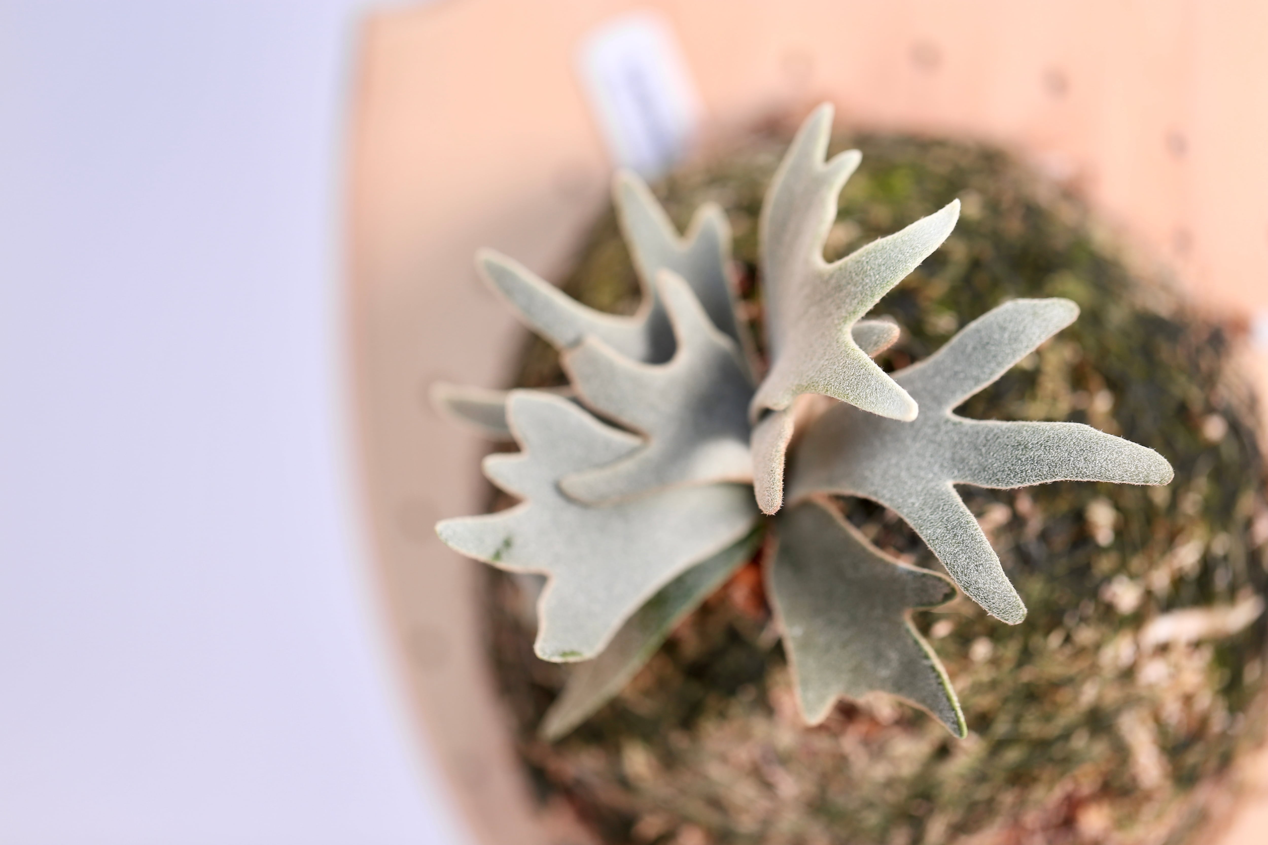 ビカクシダ 月光爪哇 板付け株 ビカクシダ 月光爪哇 子株 子株2つセット】P.willinckii cv. Moonlight