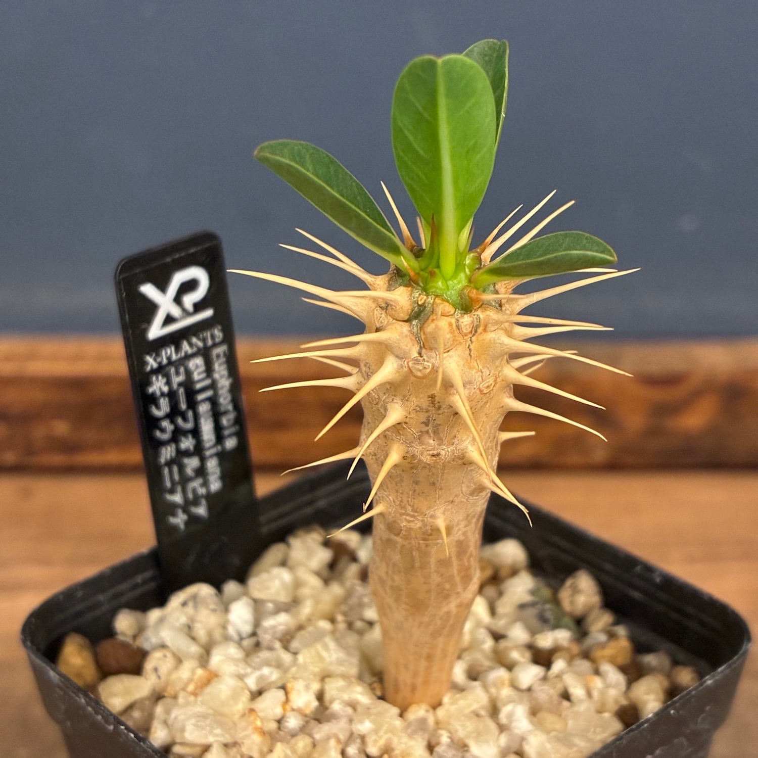フィカス ウンベラータ 5号 | PROTOLEAF プロトリーフ