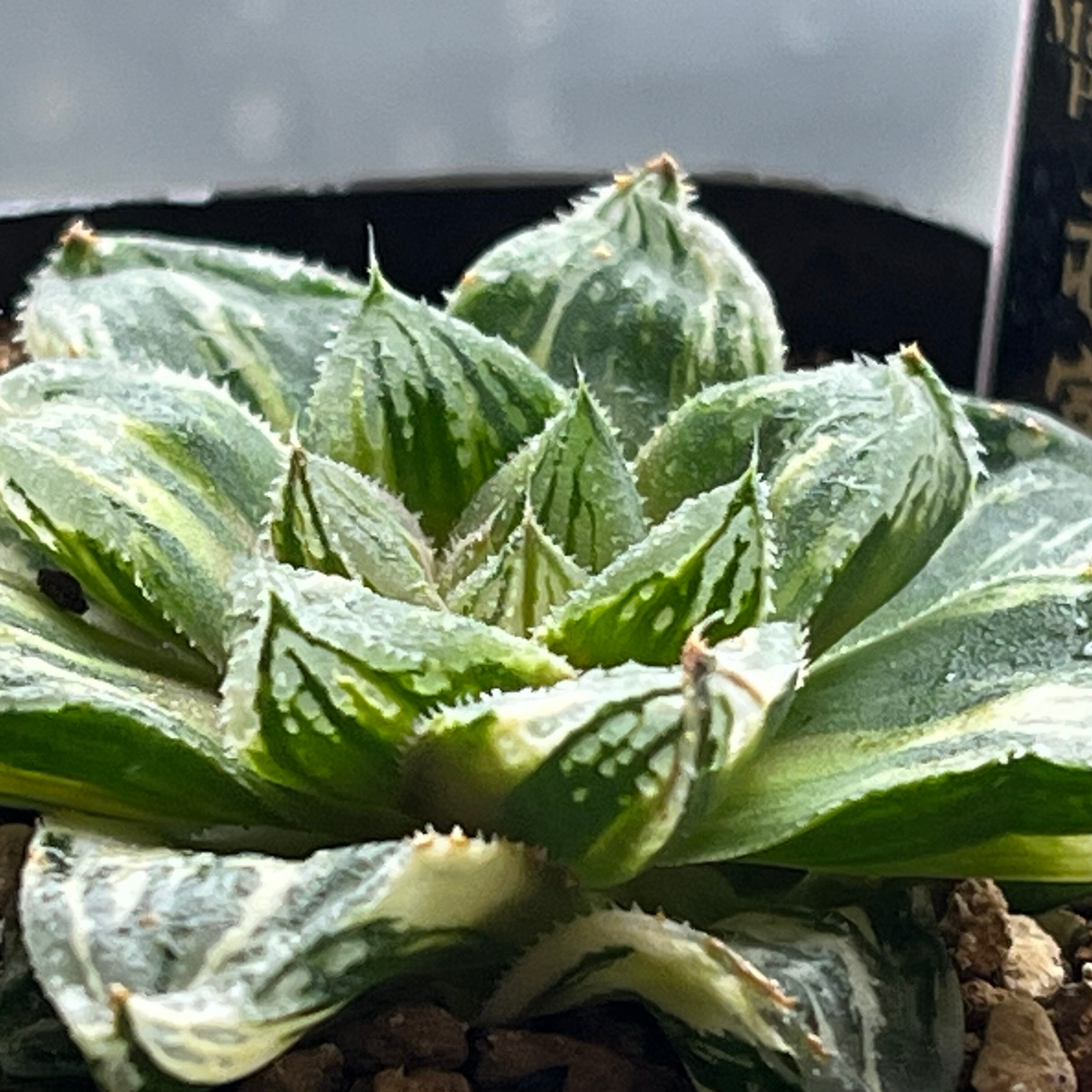 ハオルチア 赤富士錦 | mocono_plants