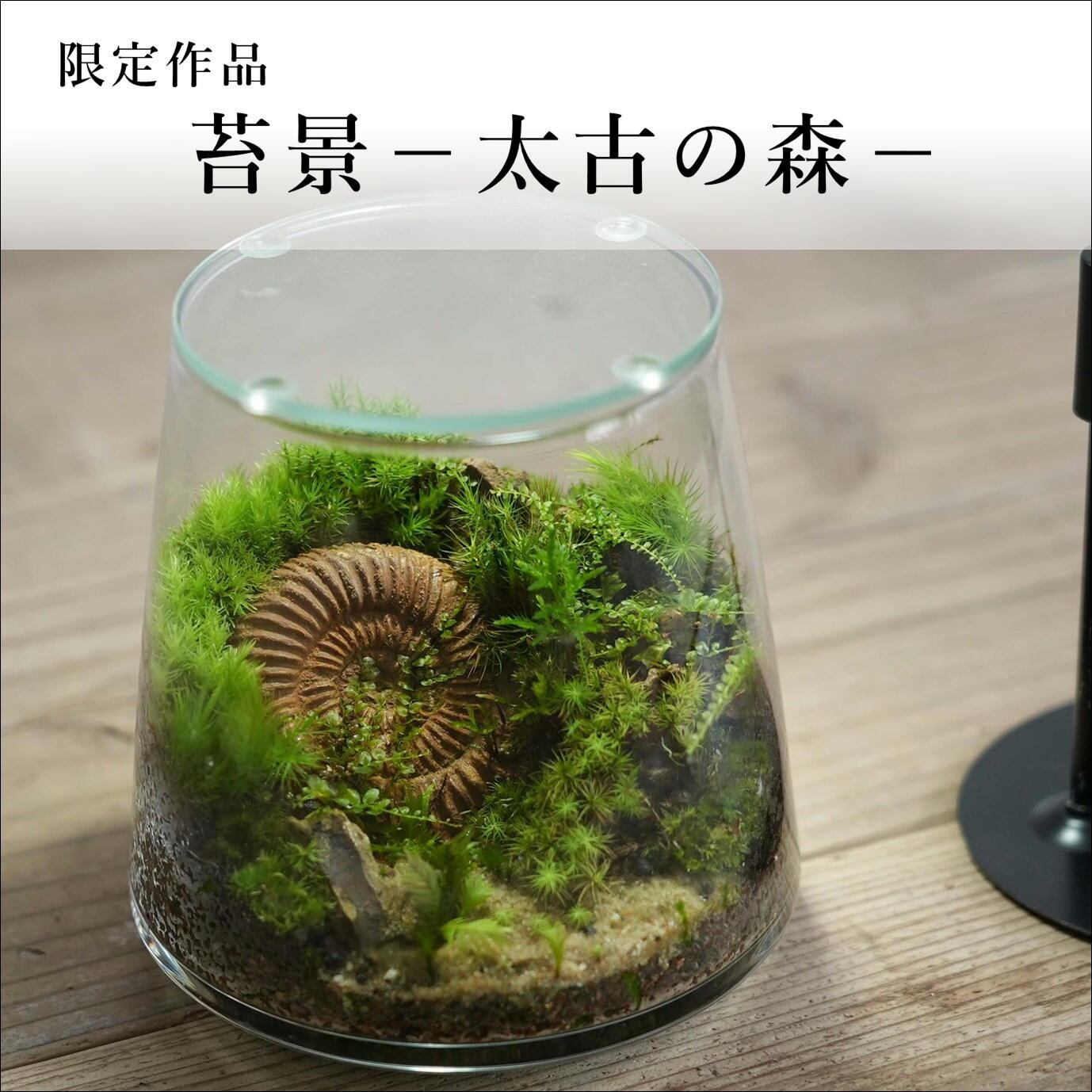 苔景 太古の森 苔テラリウム 現物限定販売 22 8 16 2 苔テラリウム専門ショップ道草
