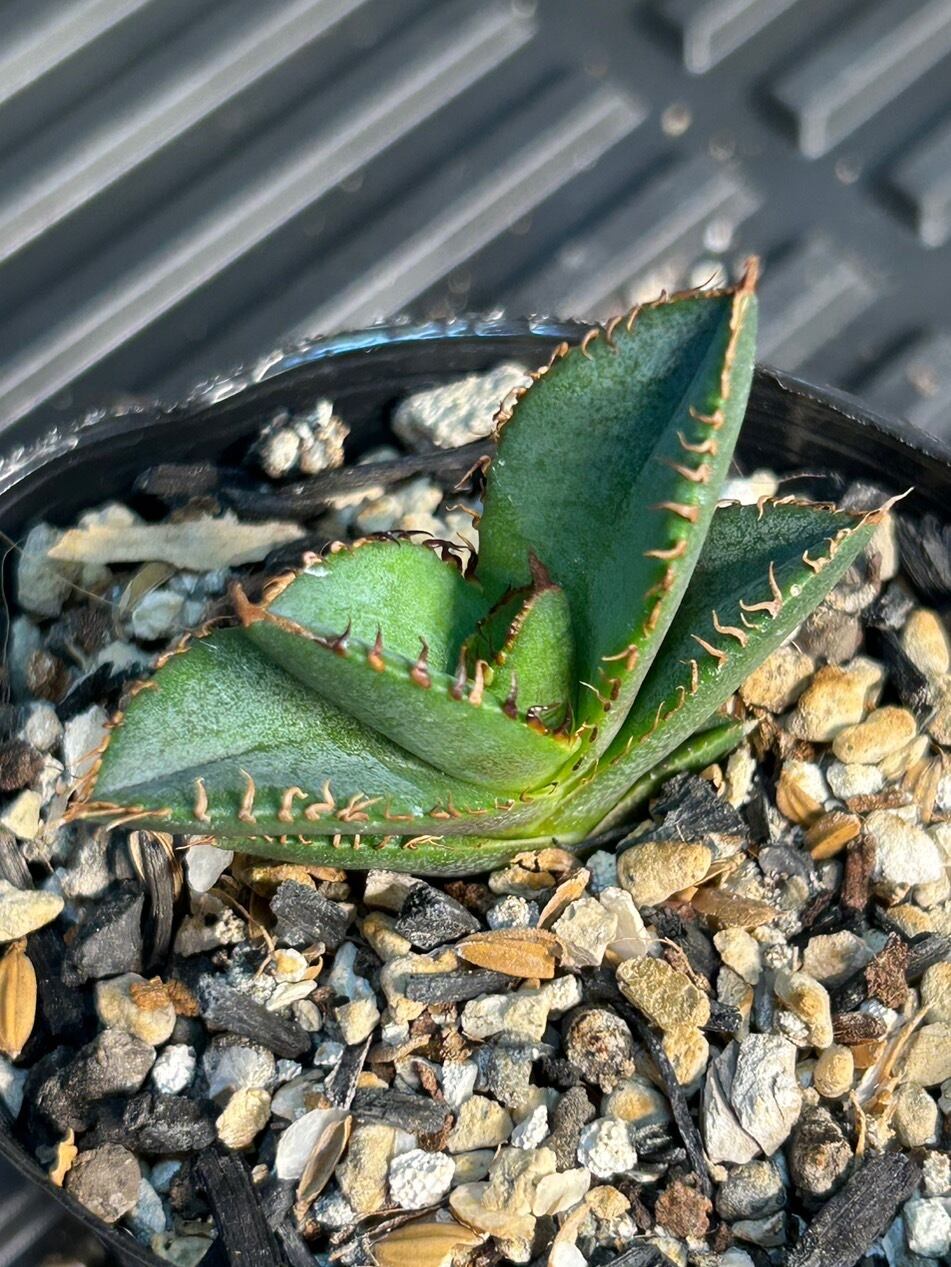 【 20 】oteroi seedling ②