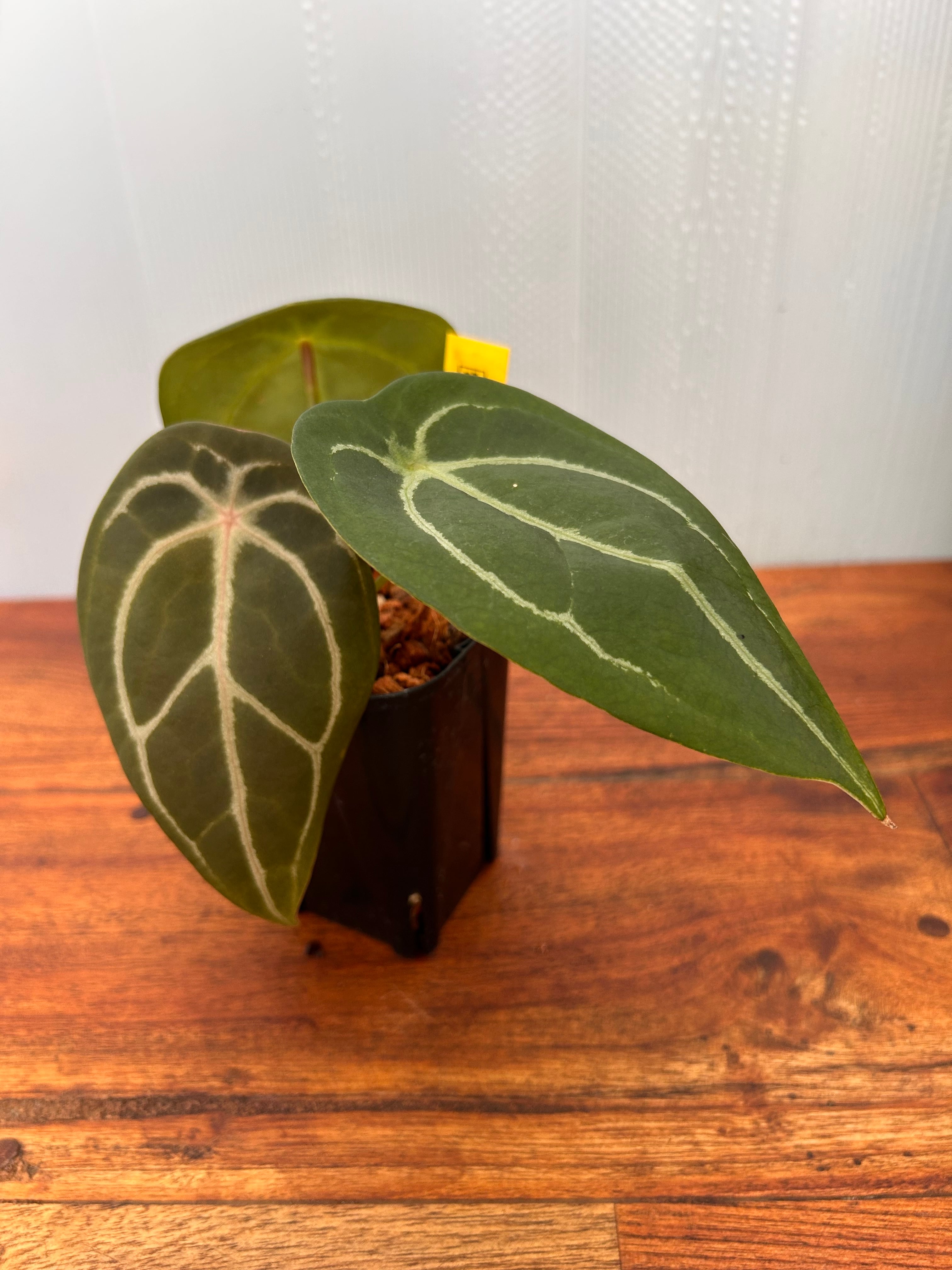 Anthurium | BALI-AN 園芸