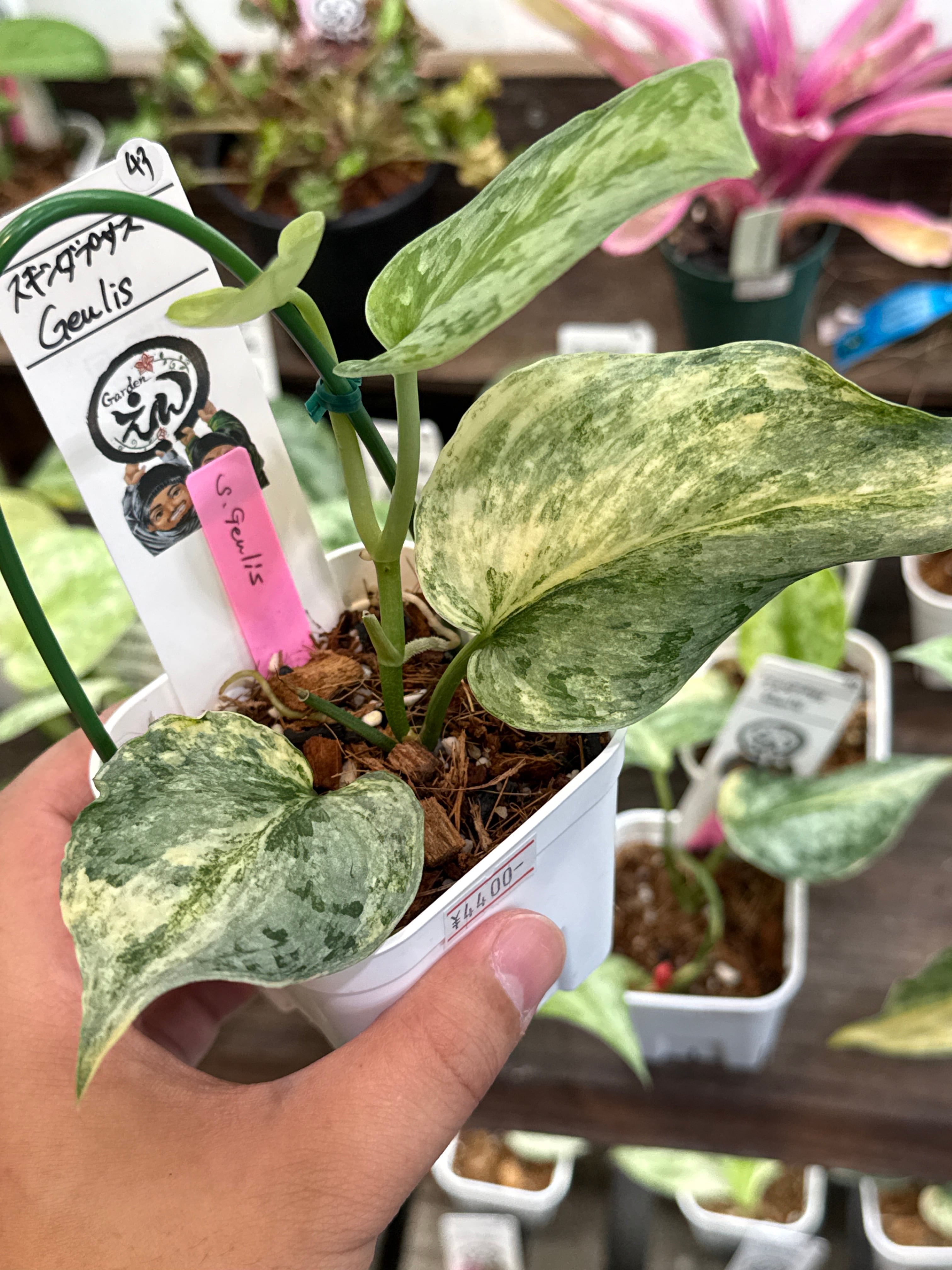 Gardenえん 【観葉熱帯植物】