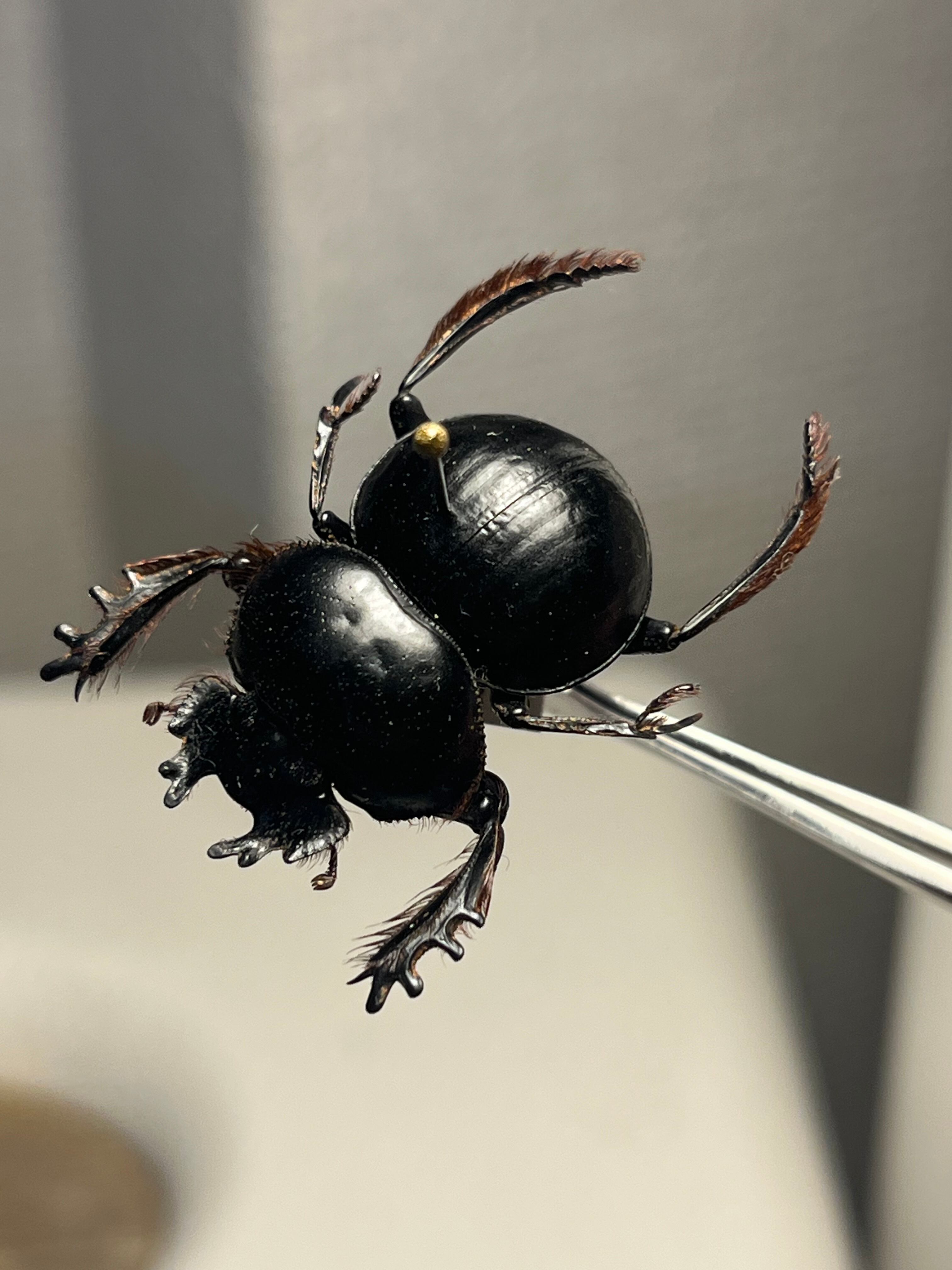 24mm♂】クモガタタマオシコガネに酷似のPachysoma schinzi 糞虫