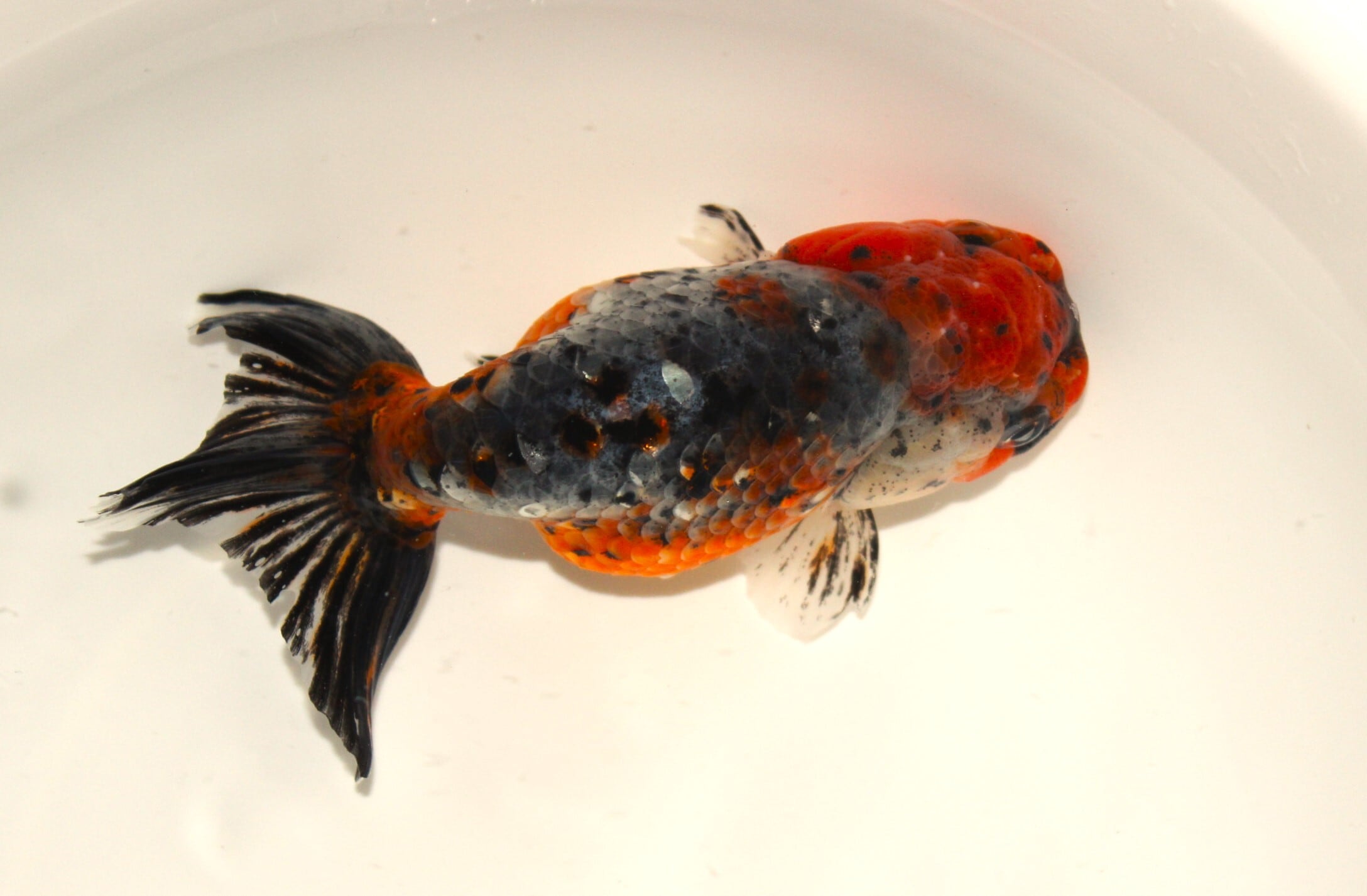 志村養魚場産　五色江戸錦　2歳　約13㎝ 五色江戸錦 志村養魚場】⁡ ⁡⁡ ⁡全長13cm、産卵確認済のメスです。⁡ 頭