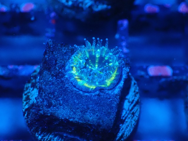 Loadhowensis Baby  "Green" 50