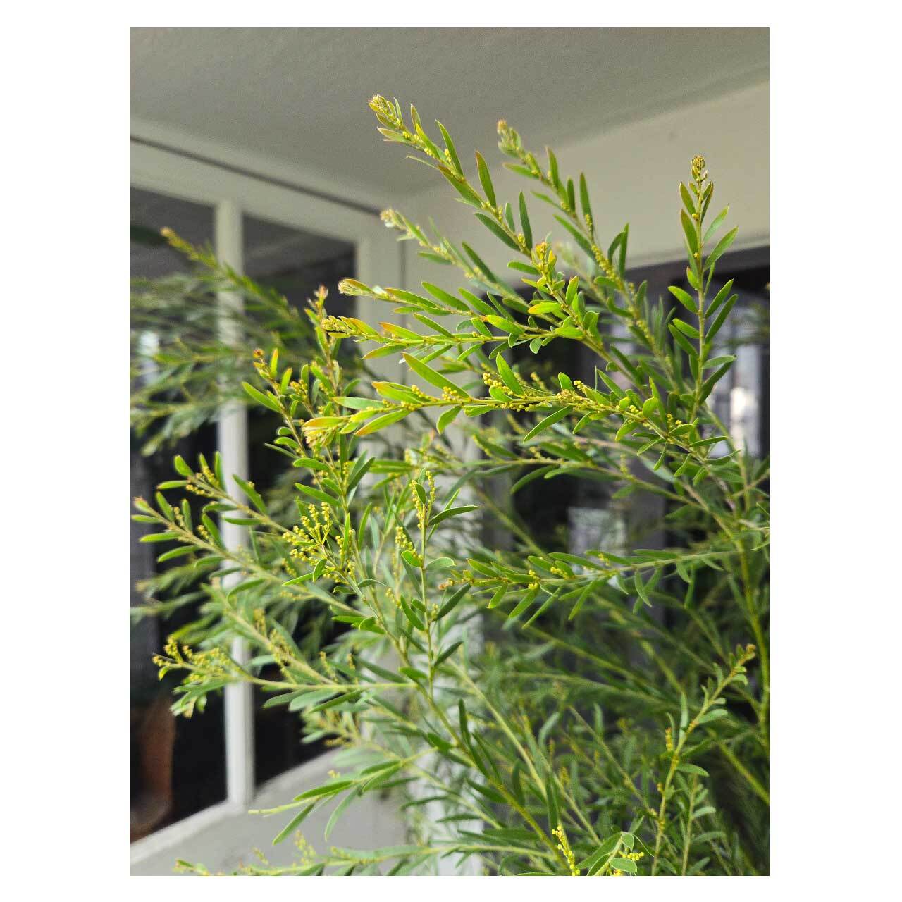 Acacia brisbane（fimbriata） | Seeding